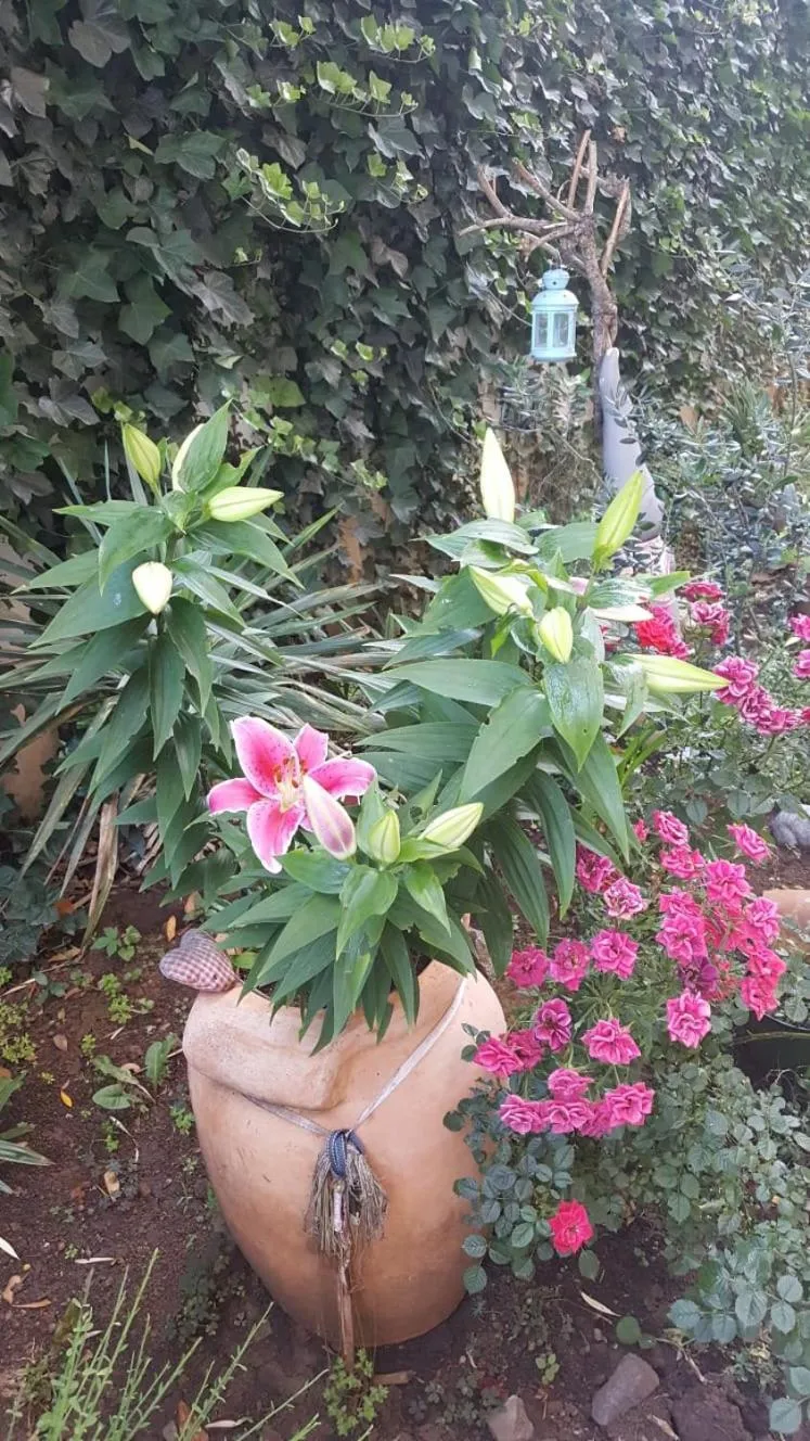 Garden in Rooms Villa Harmonie - Adults Only +14