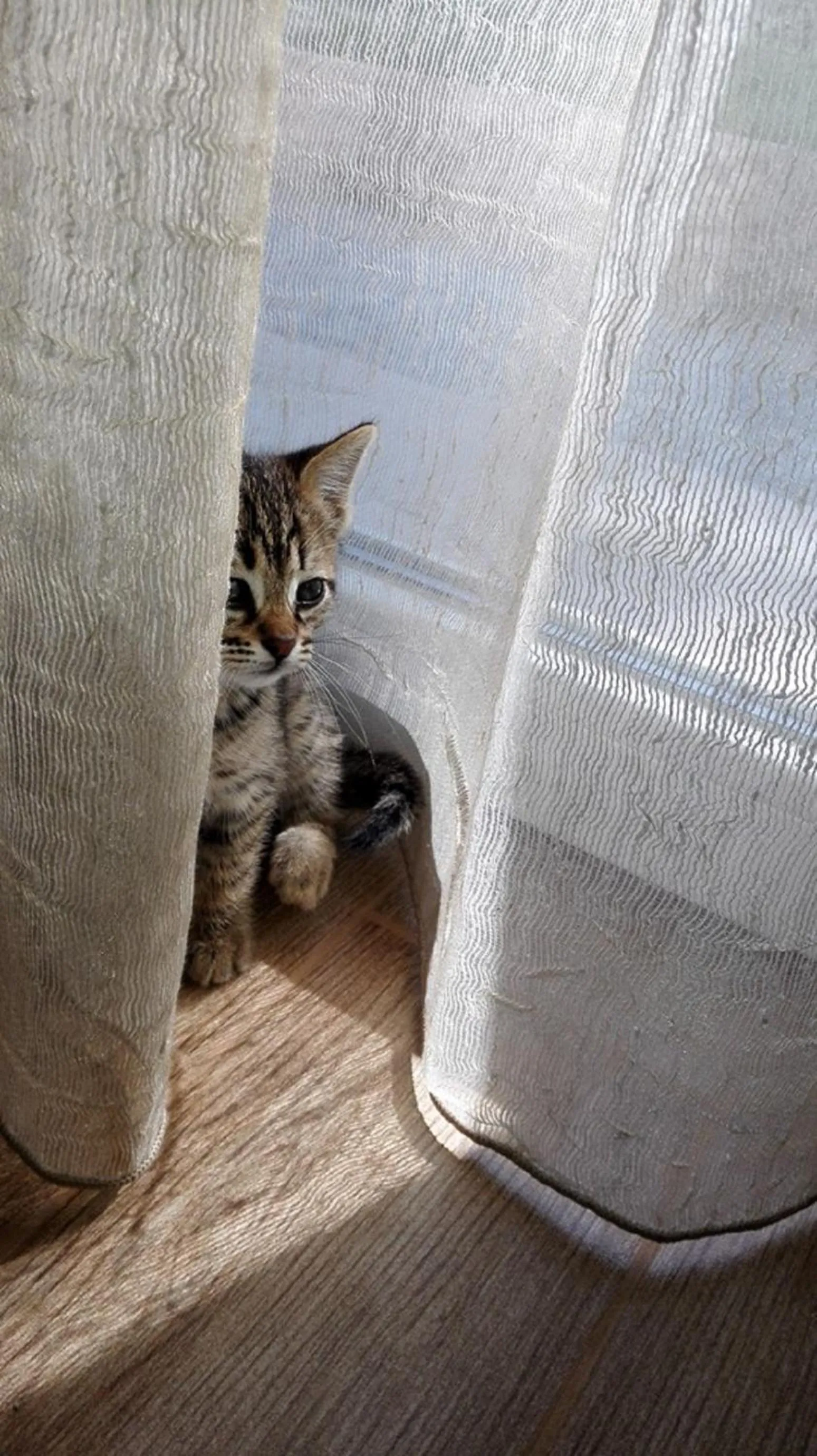 Animals in B&B Al sogno di Laura