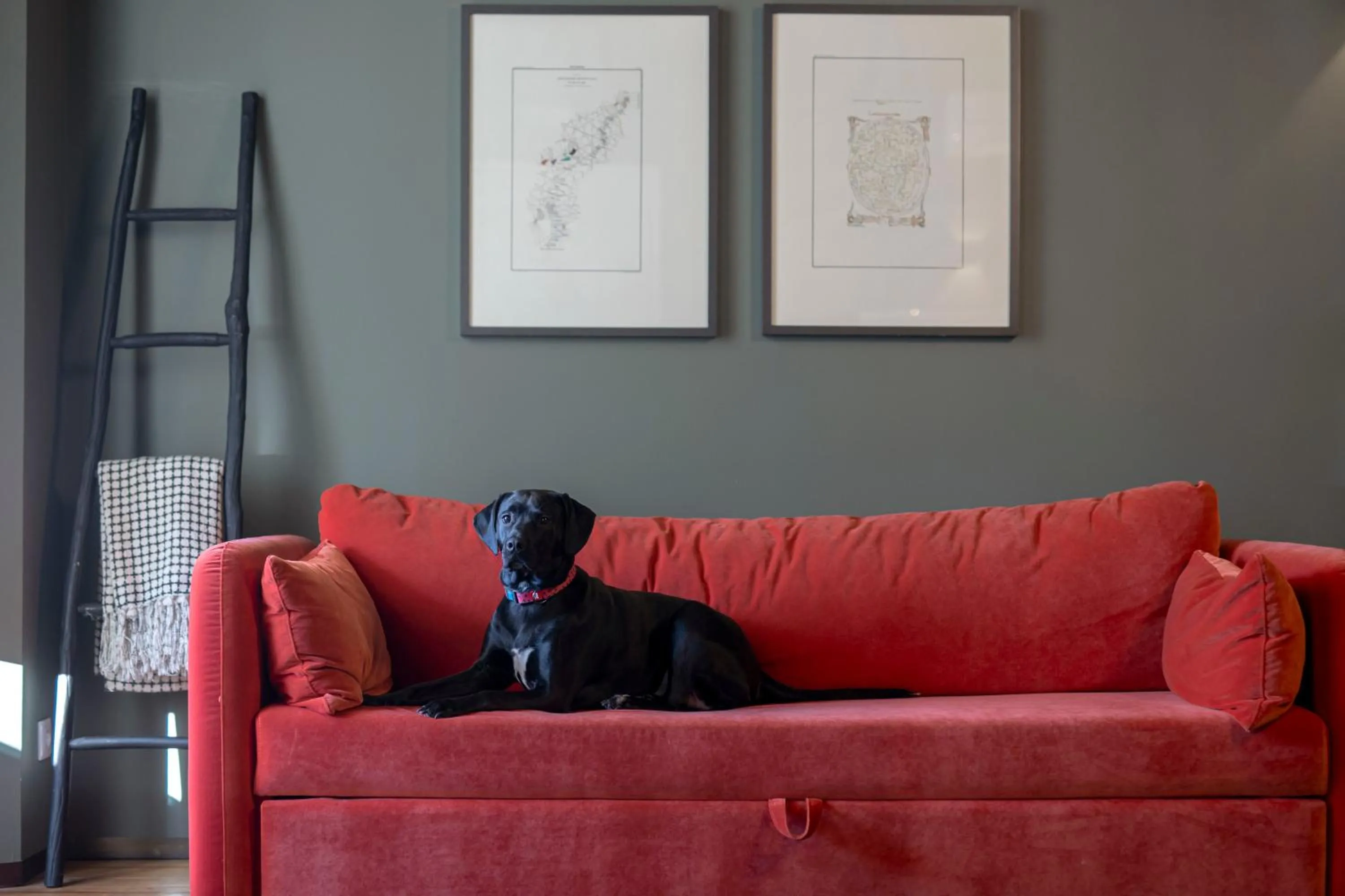 Animals in Condes de Azevedo Palace Apartments