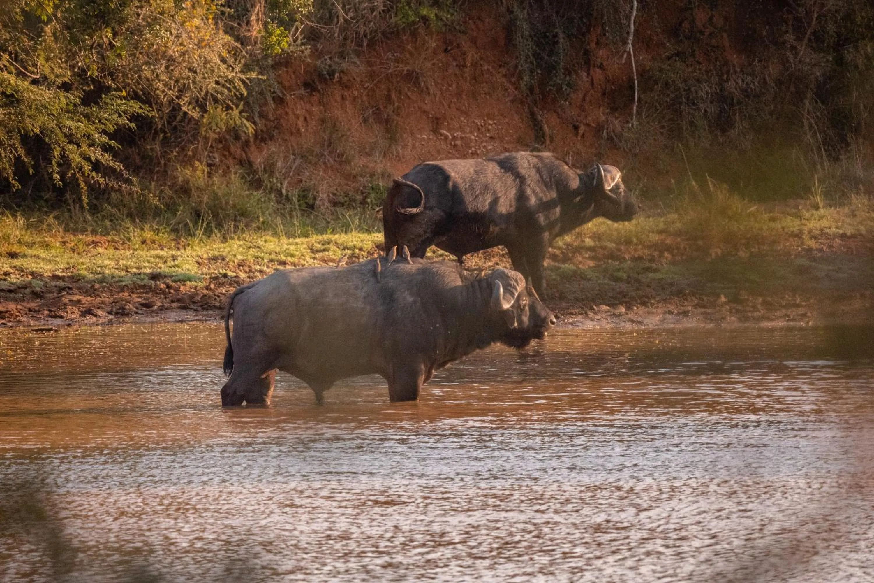Activities in Kapama Karula