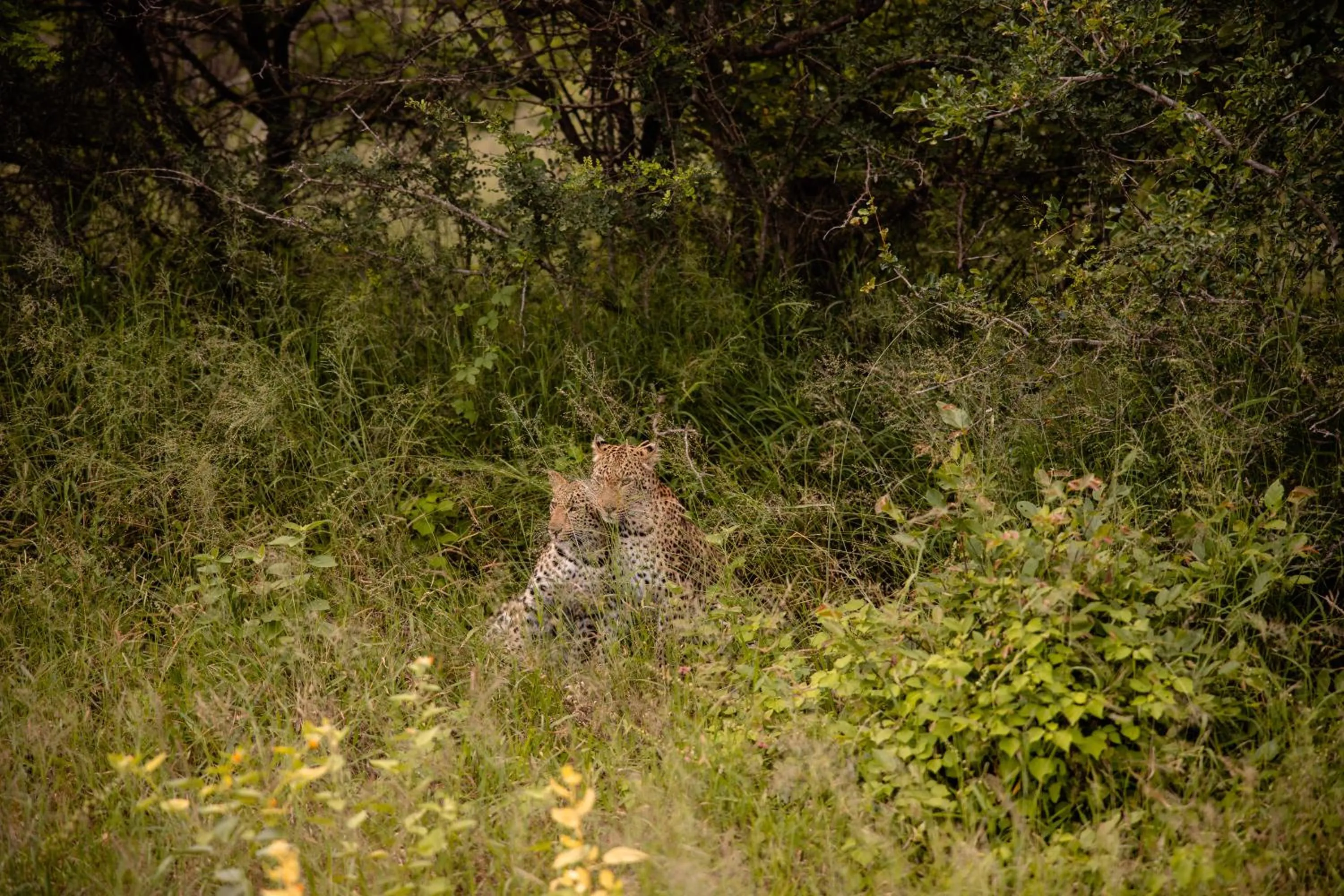Activities in Kapama Karula