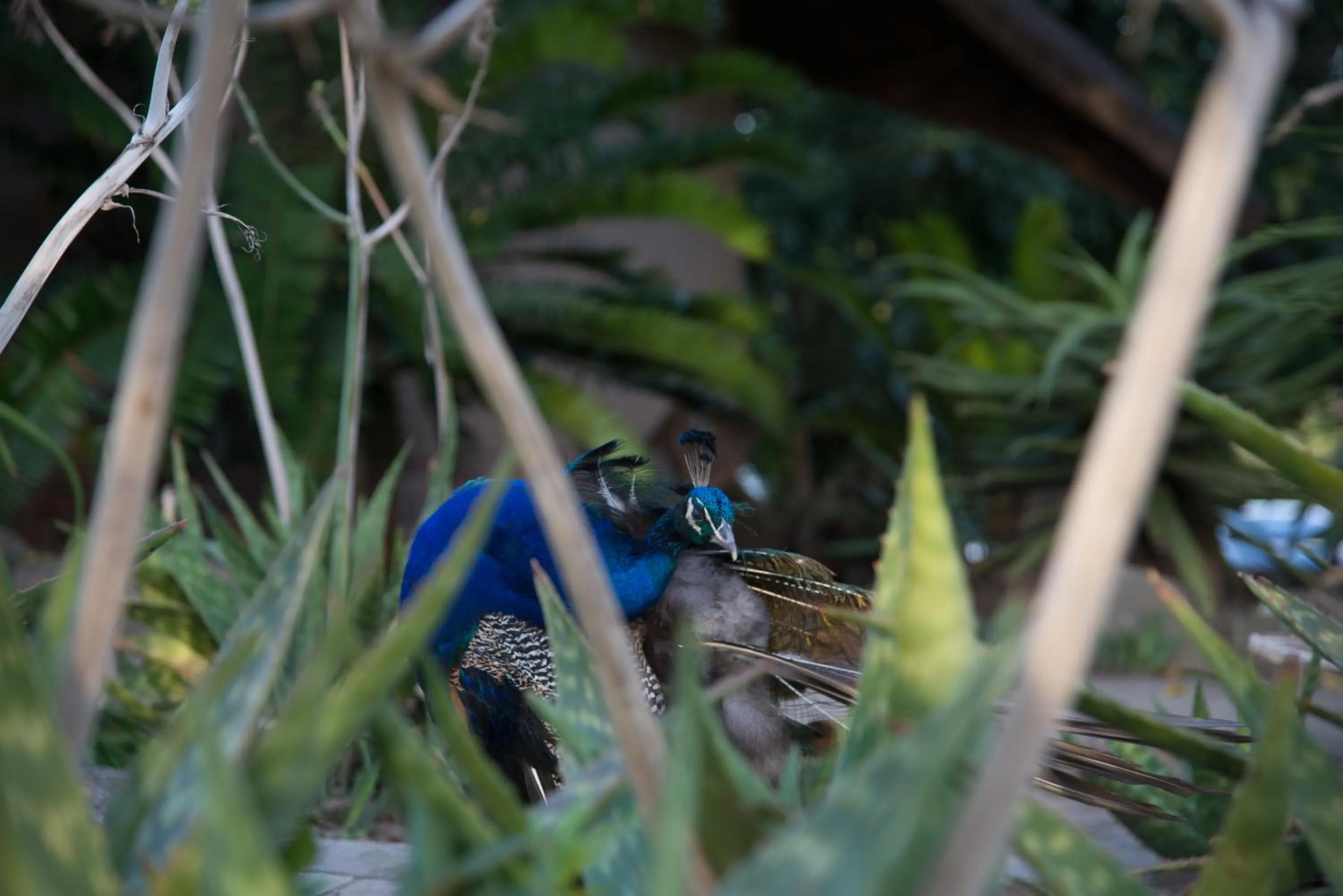 Animals in Premier Resort Mpongo Private Game Reserve