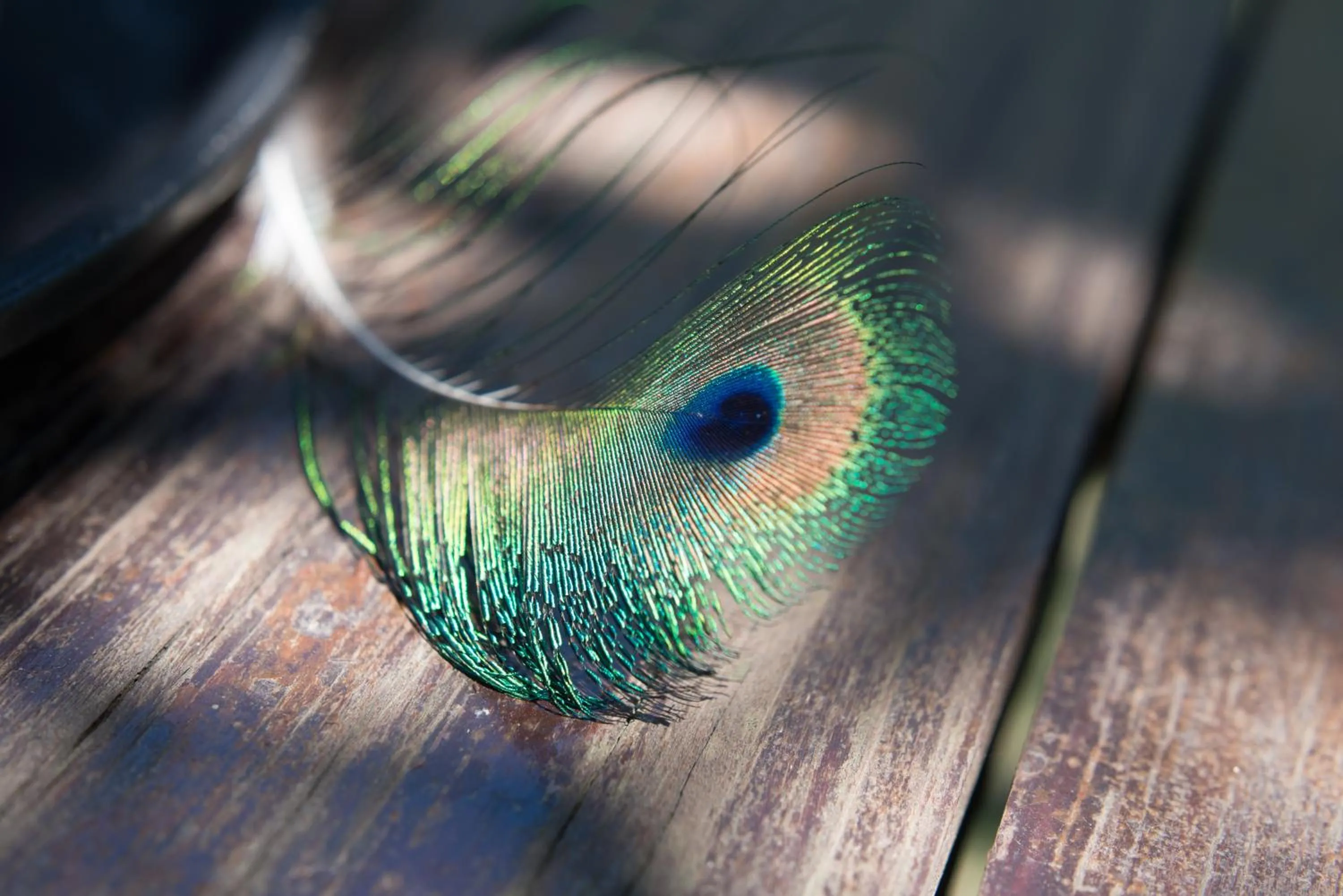 Decorative detail in Premier Resort Mpongo Private Game Reserve