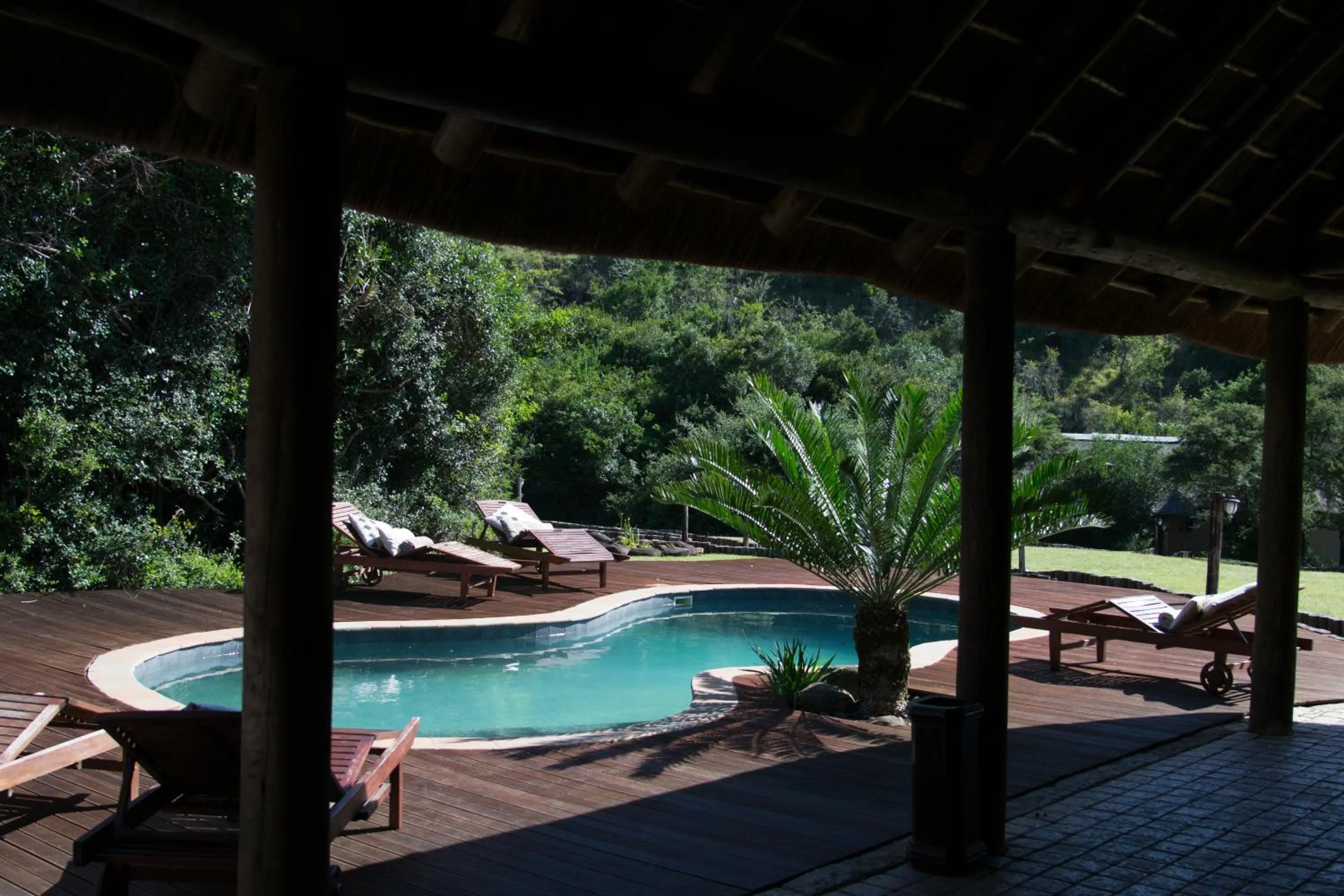 Pool view in Premier Resort Mpongo Private Game Reserve
