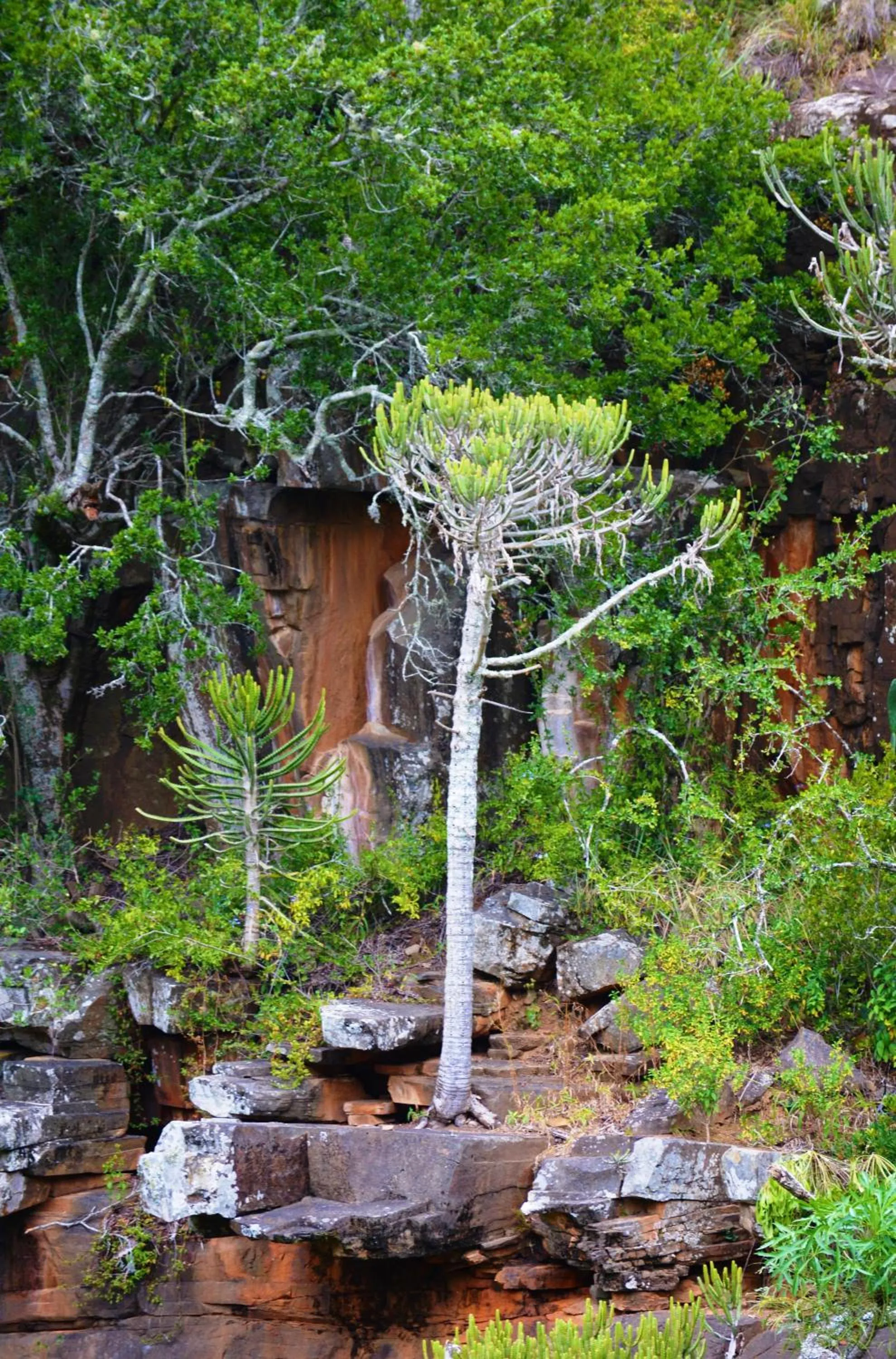 Garden view in Premier Resort Mpongo Private Game Reserve