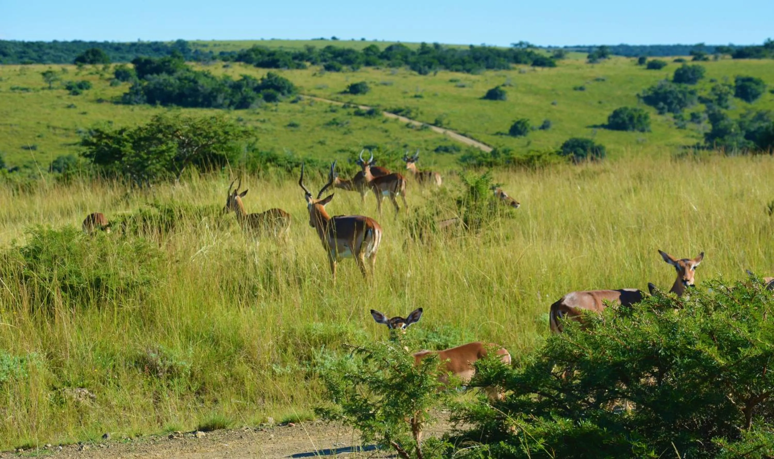 Animals in Premier Resort Mpongo Private Game Reserve