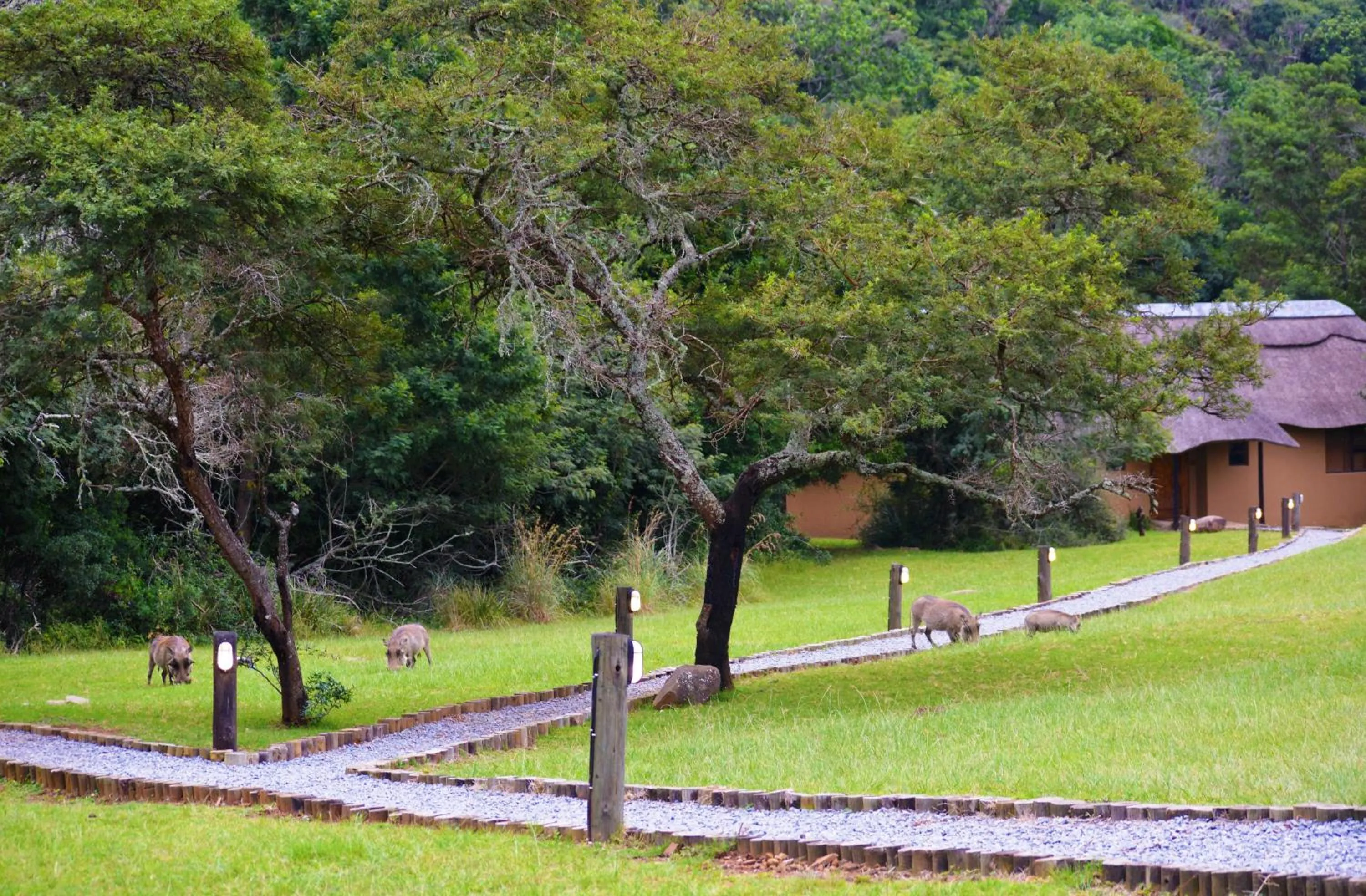 Garden in Premier Resort Mpongo Private Game Reserve