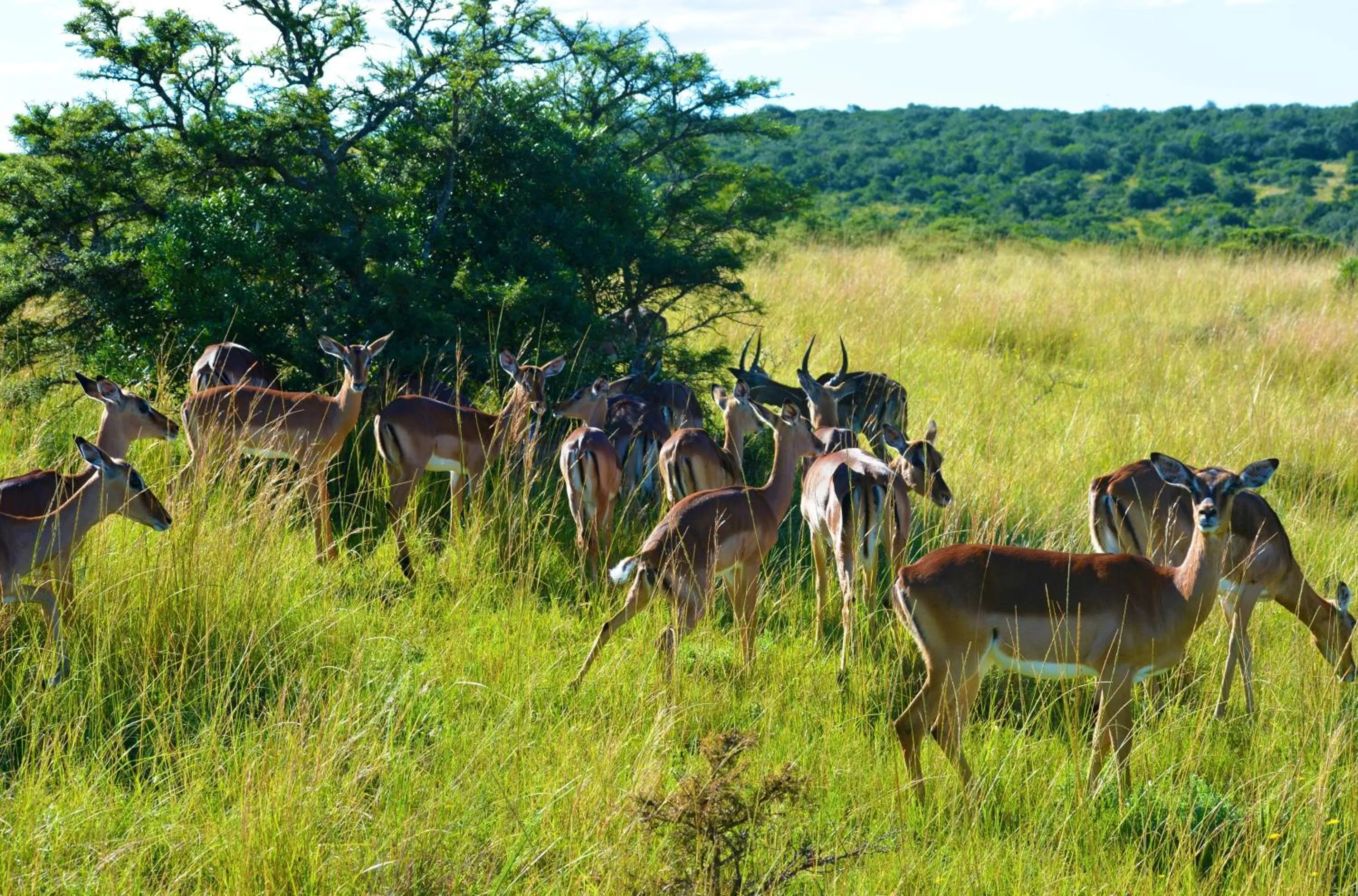 Animals in Premier Resort Mpongo Private Game Reserve