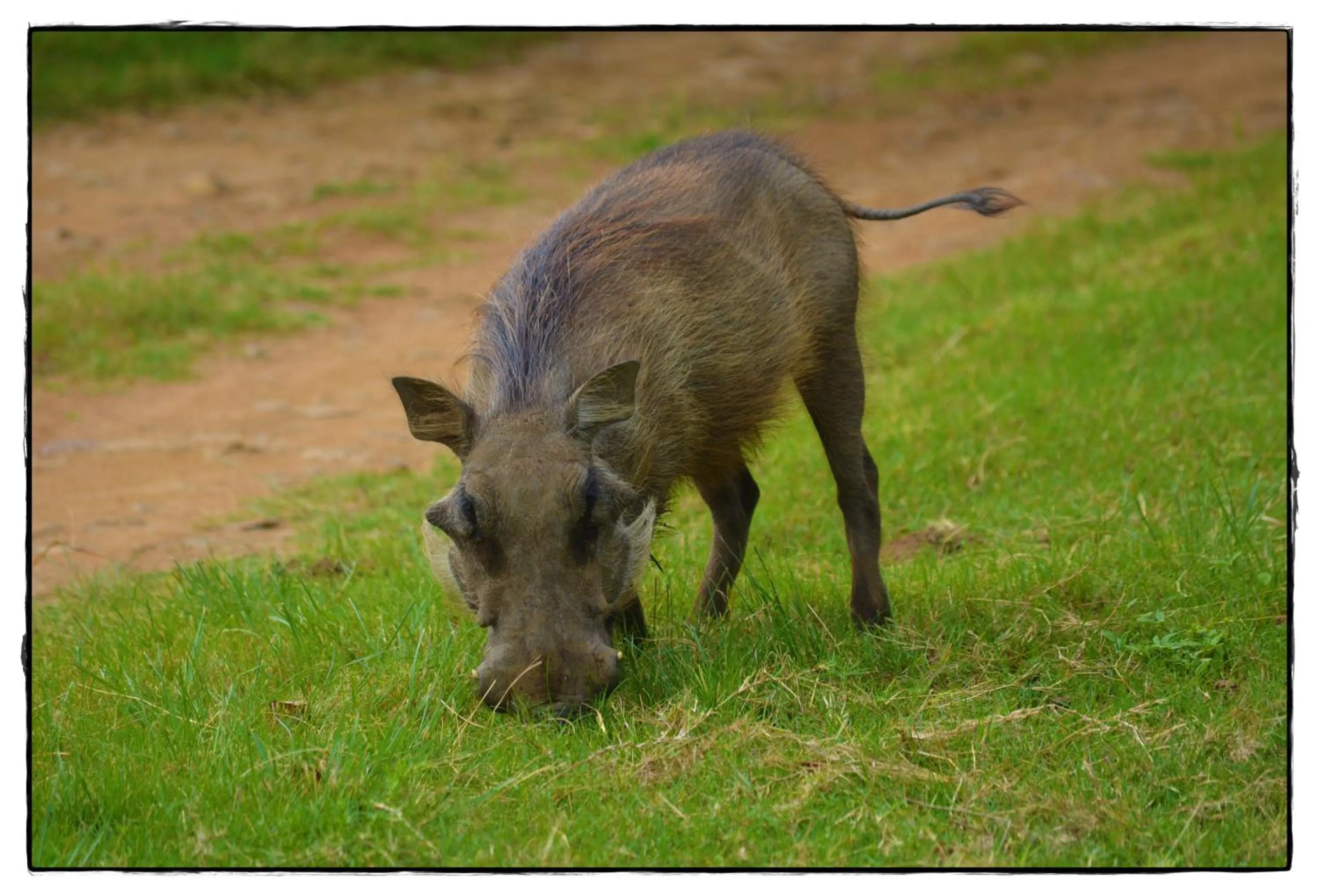 Animals in Premier Resort Mpongo Private Game Reserve