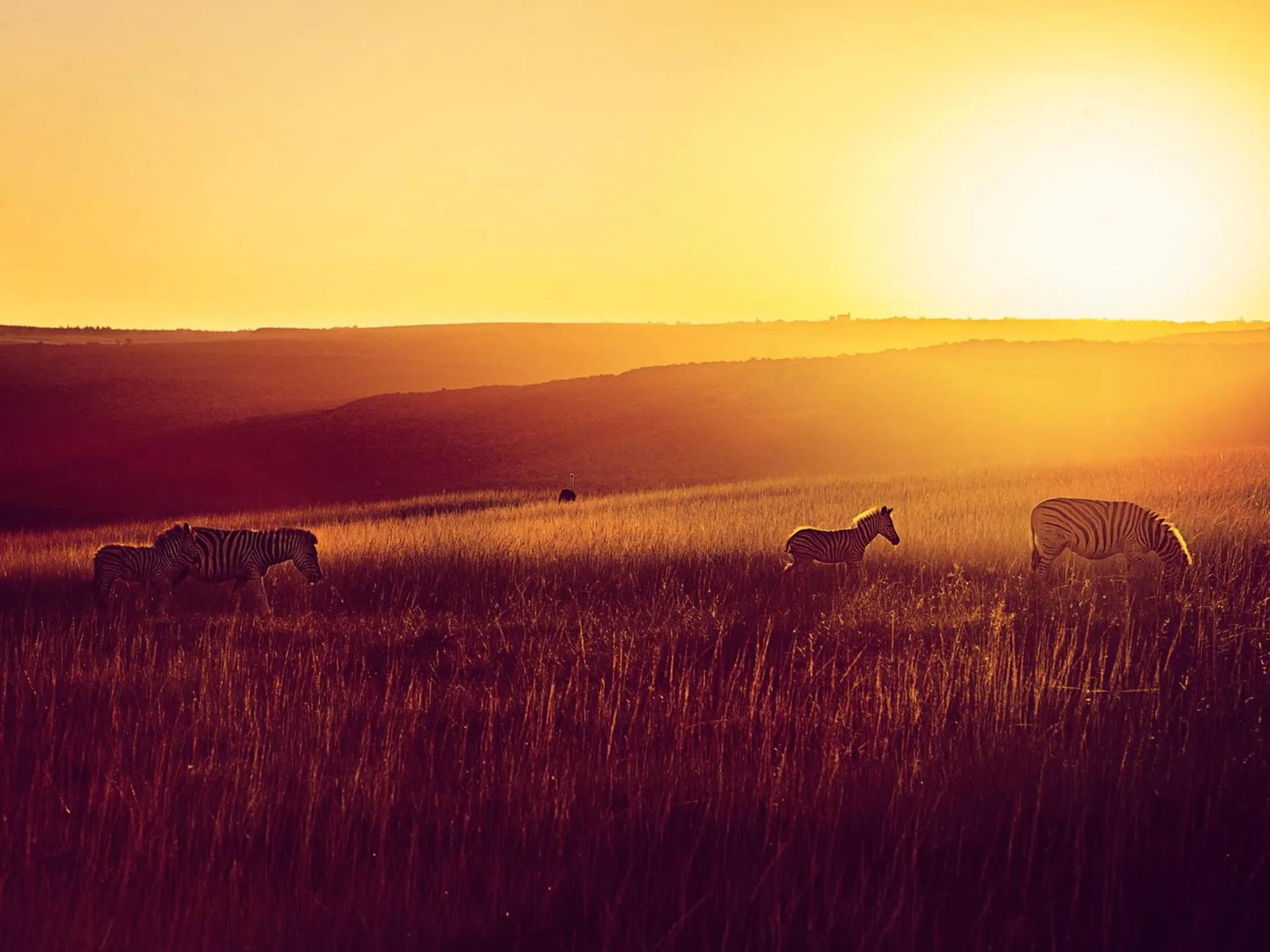 Animals in Premier Resort Mpongo Private Game Reserve