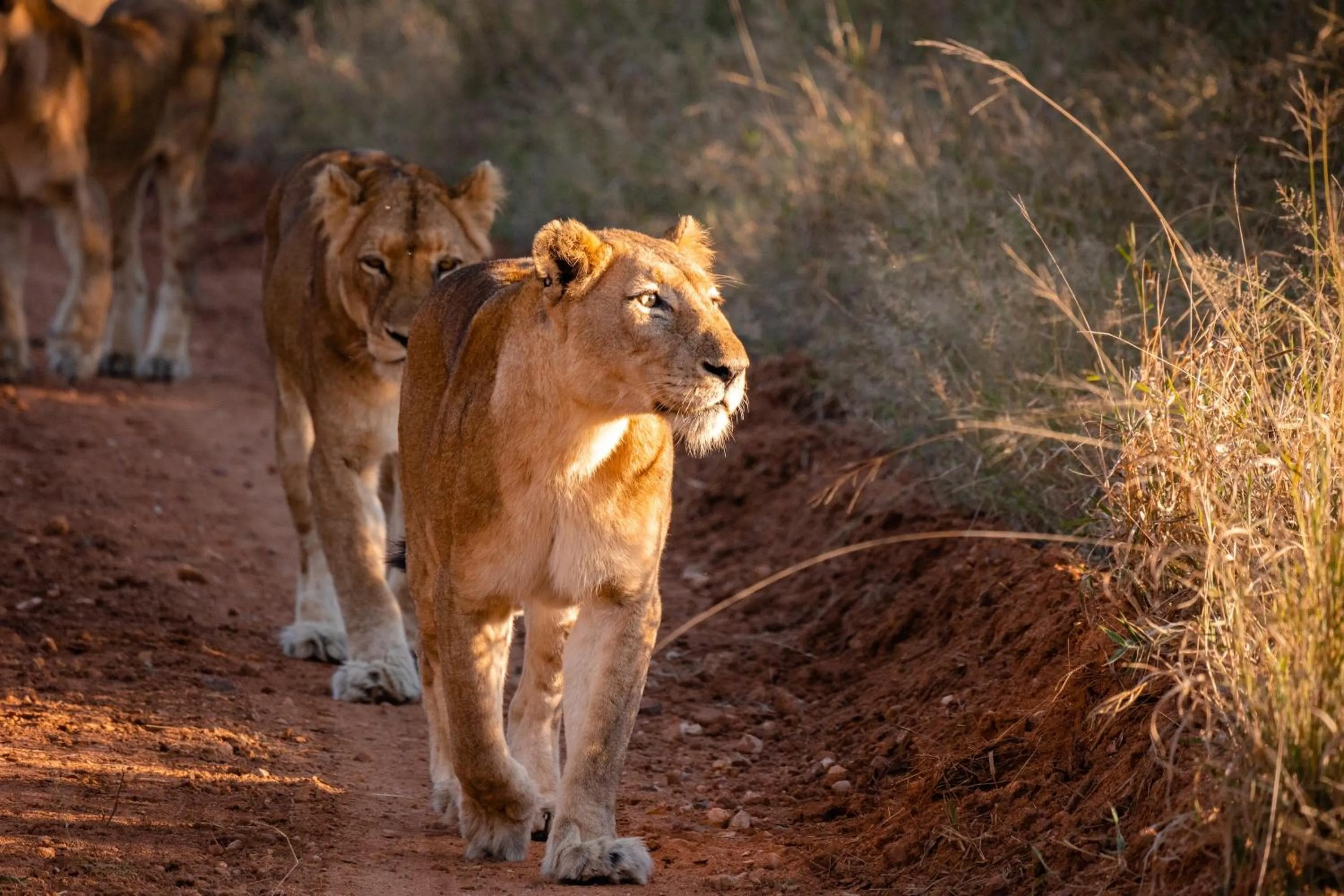 Activities in Kapama River Lodge