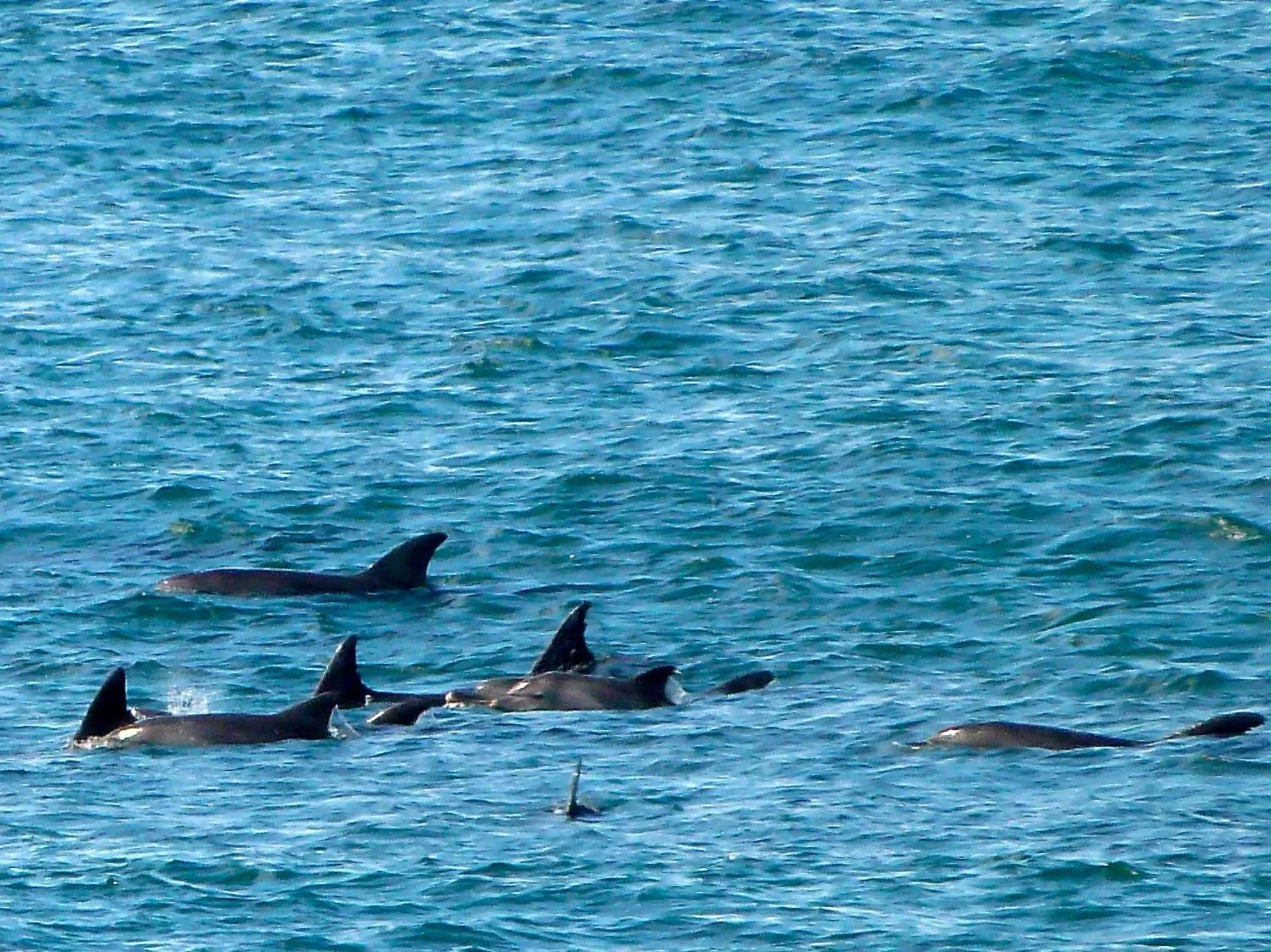 Animals in Premier Hotel Regent