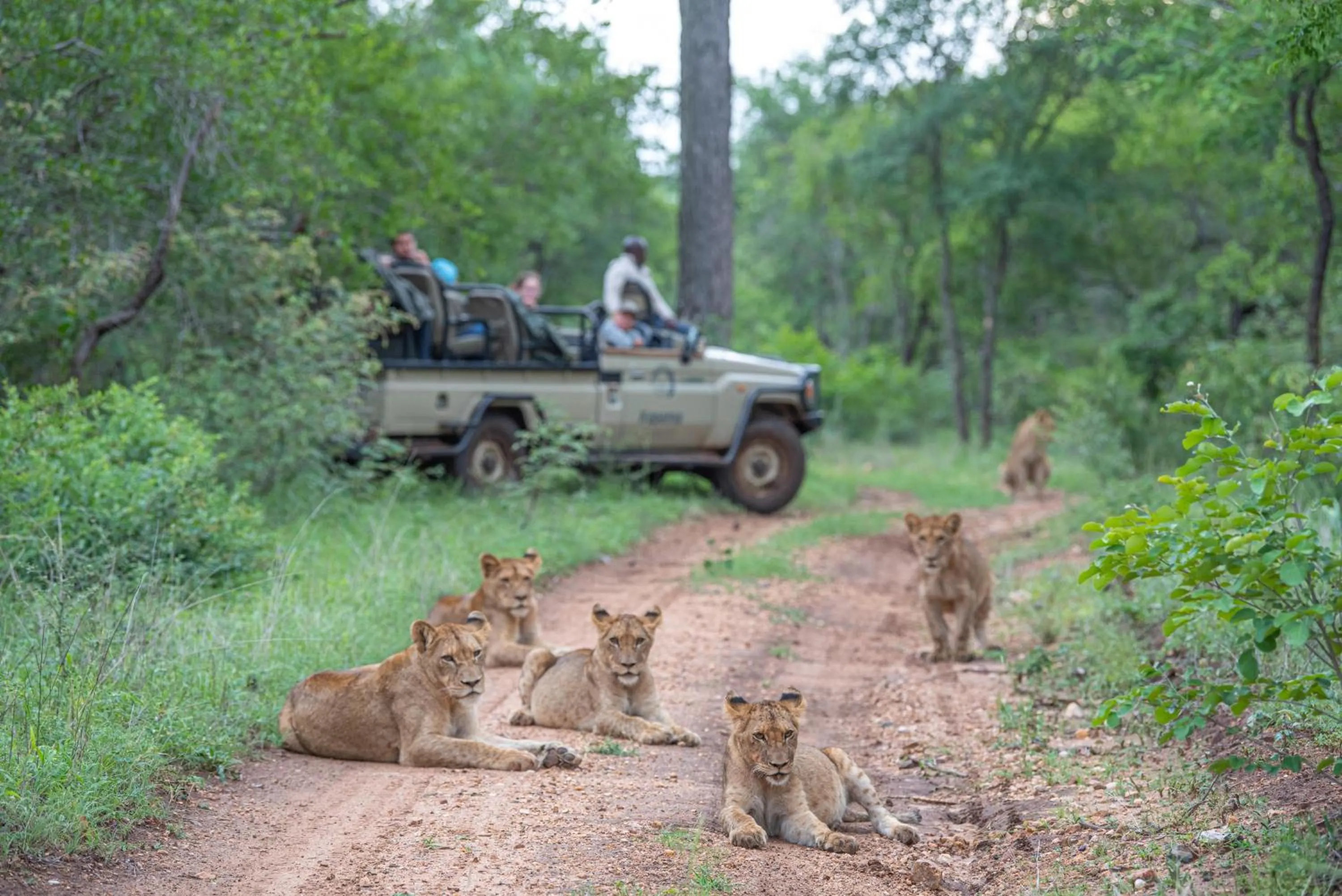 Natural landscape in Kapama Buffalo Camp
