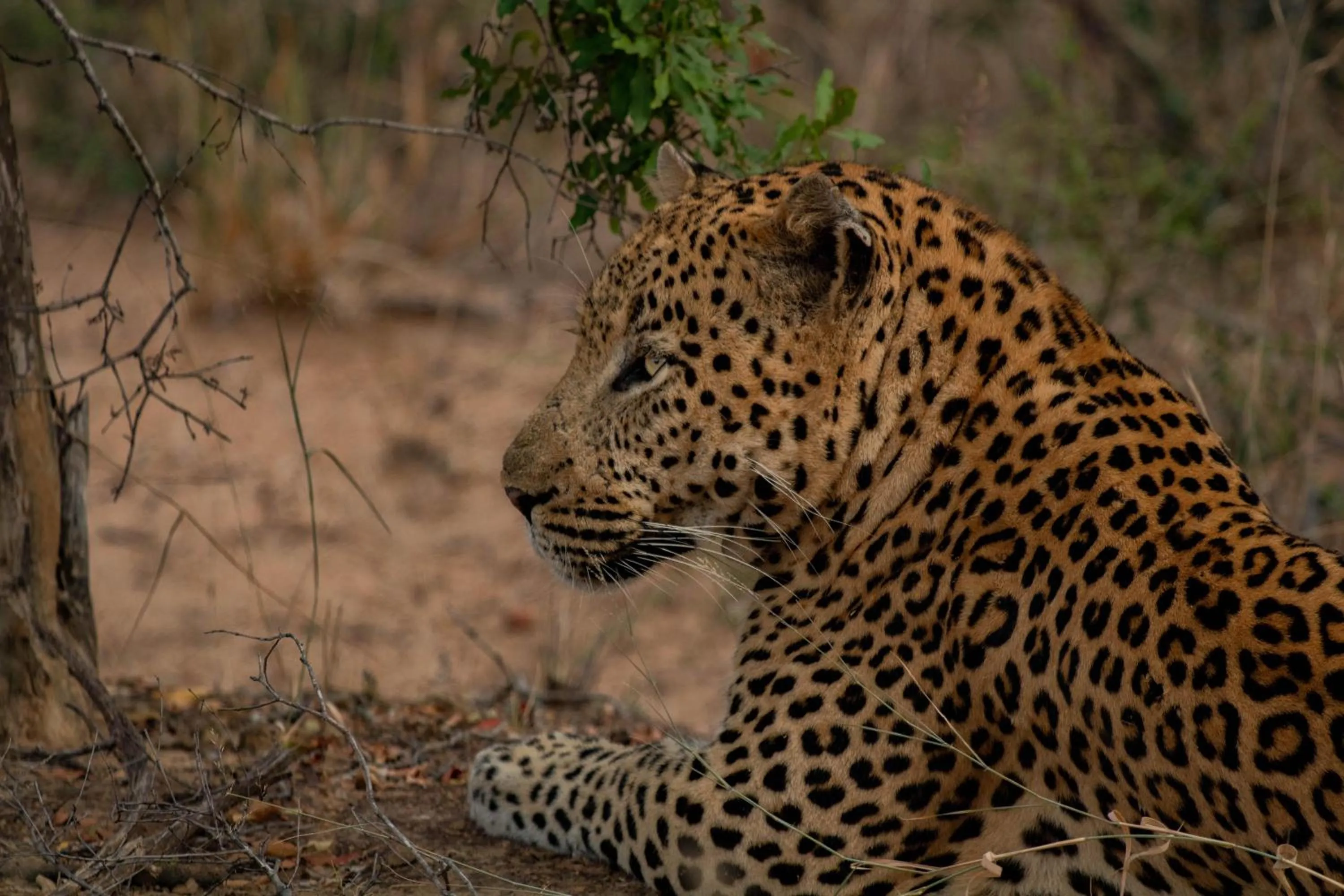 Activities in Kapama Buffalo Camp