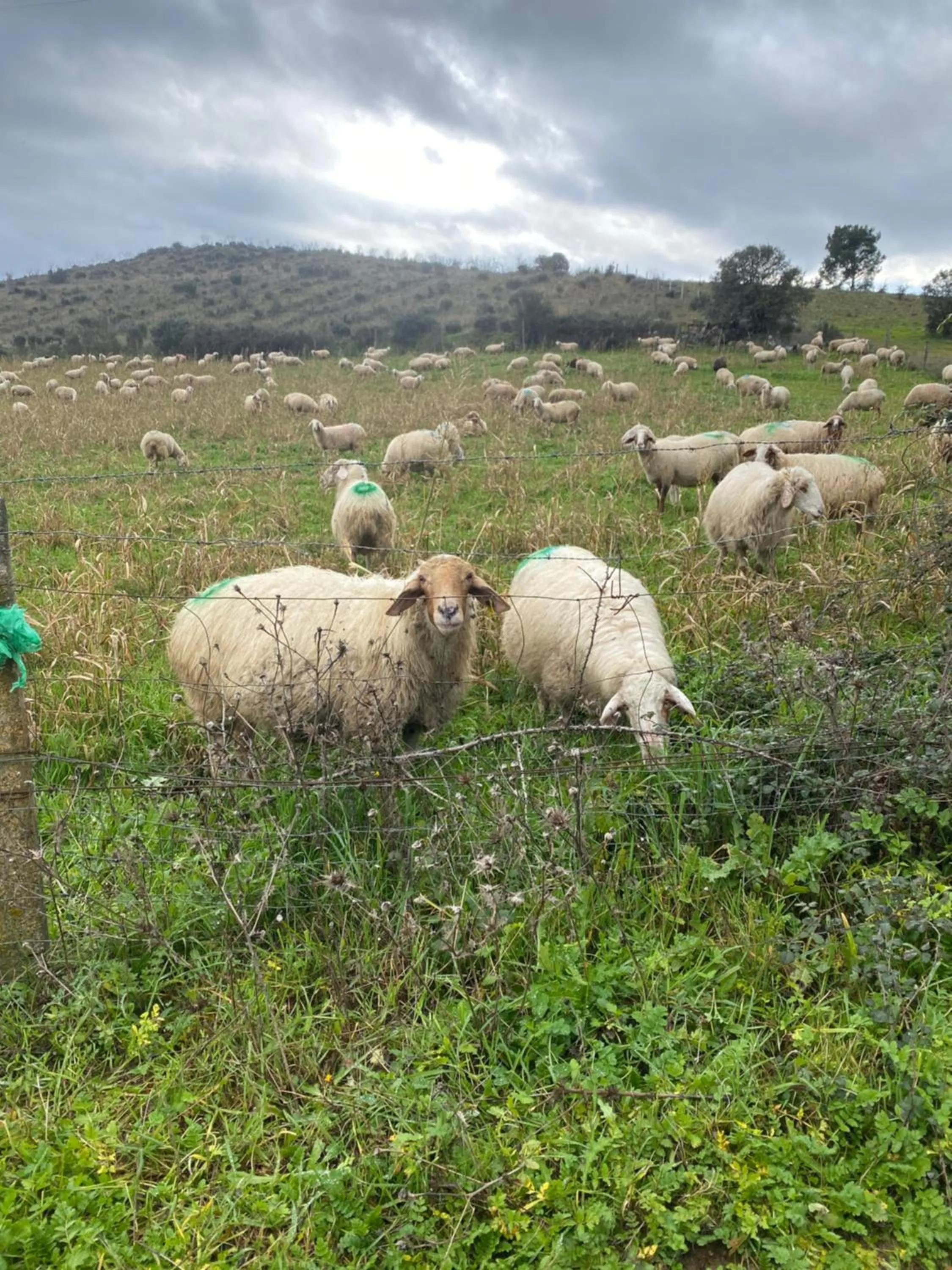 Natural landscape in Colmeal Countryside Hotel