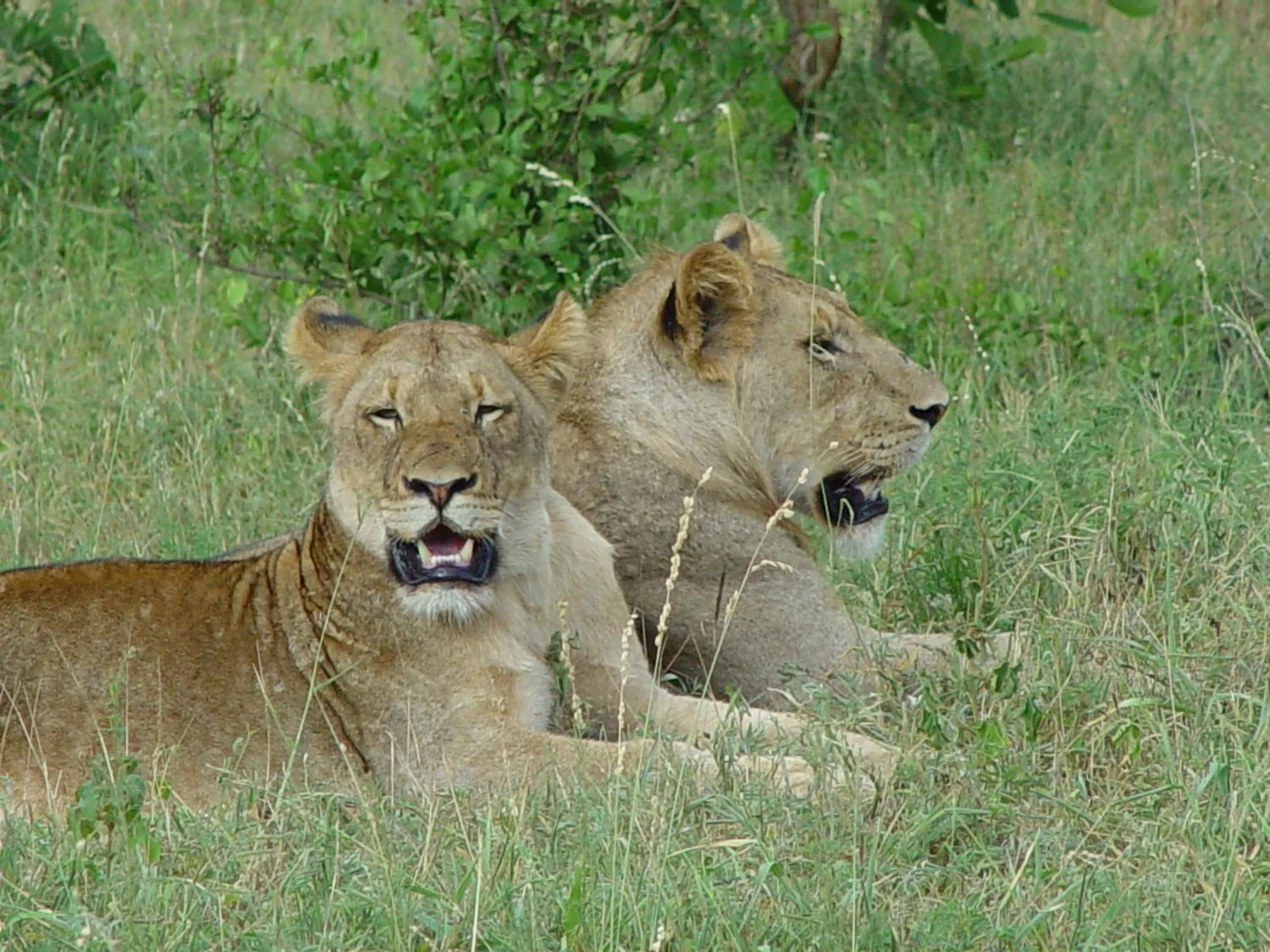 Other in Grand Kruger Lodge and Spa
