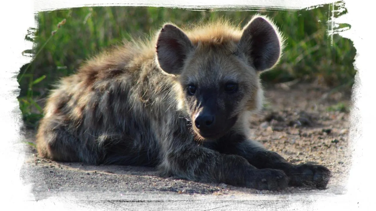 Grand Kruger Lodge and Spa