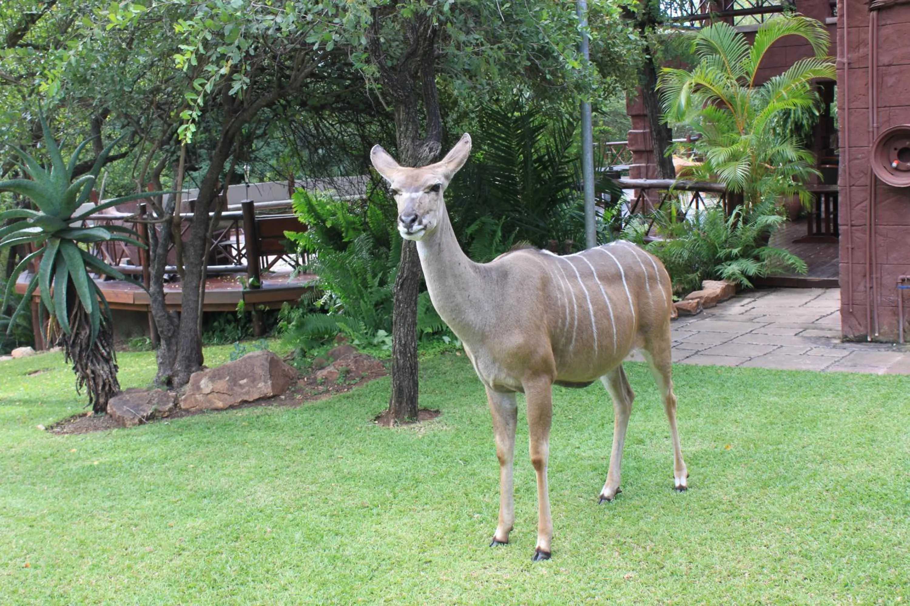 Garden in Grand Kruger Lodge and Spa