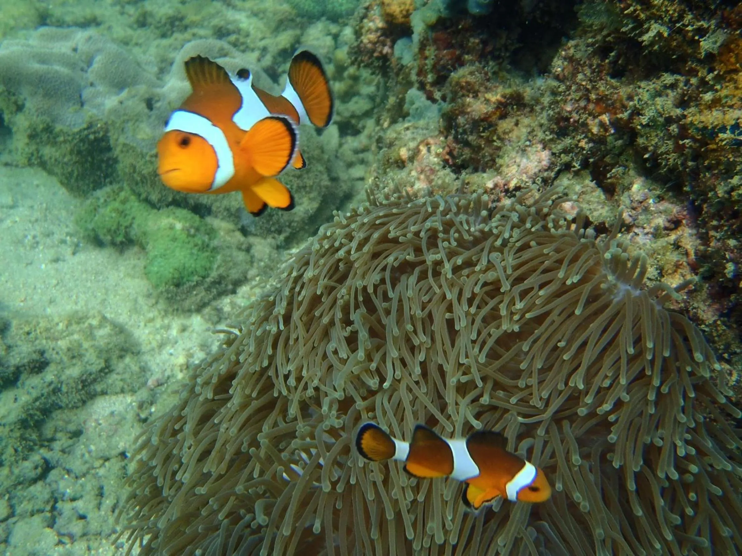 Sea view in Koh Mook Garden Beach Resort