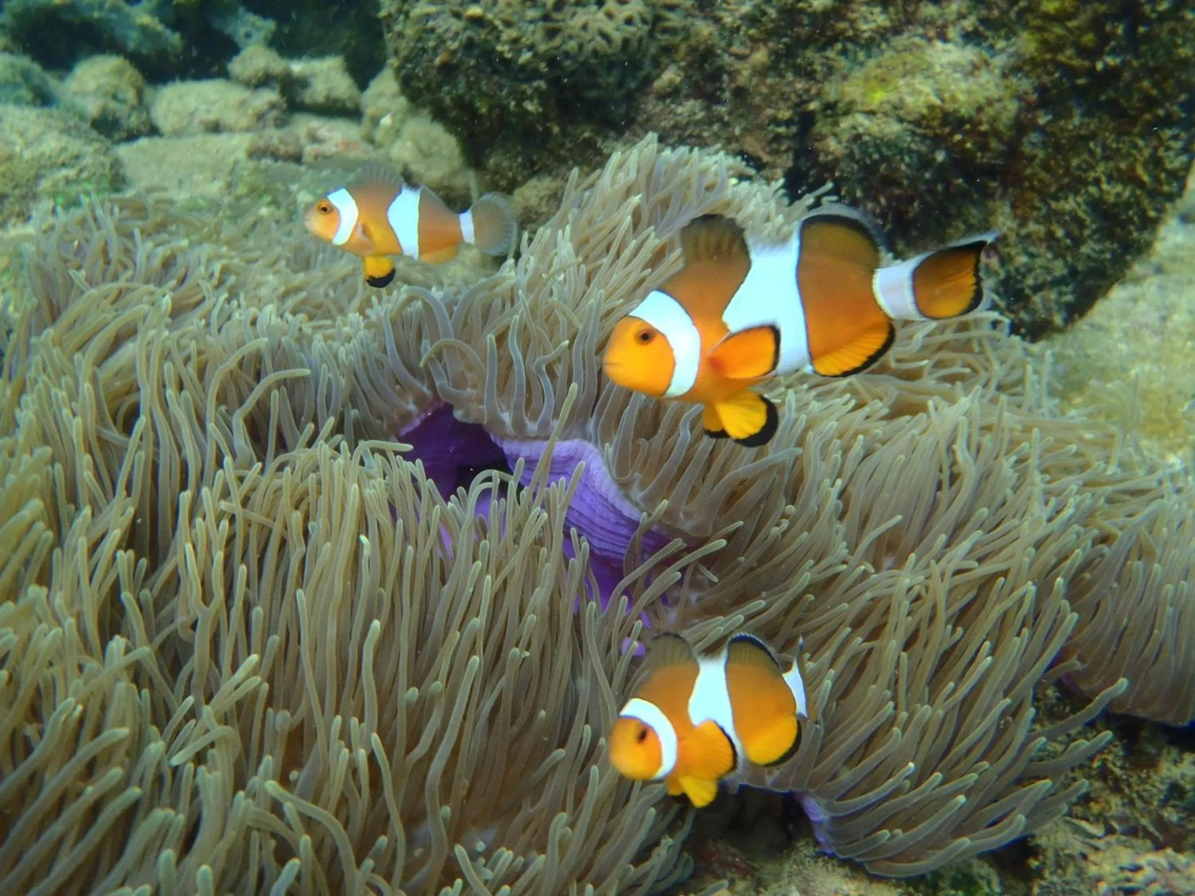 Sea view in Koh Mook Garden Beach Resort
