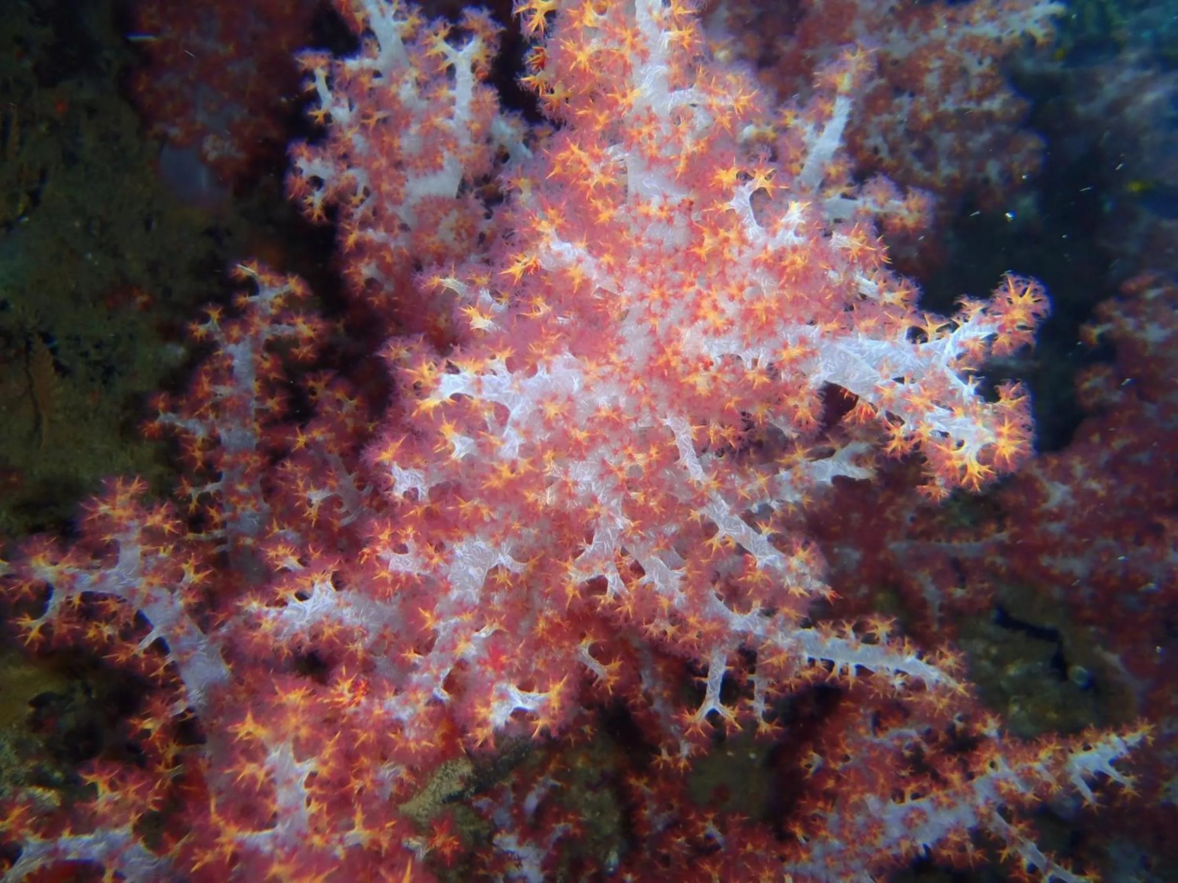 Sea view in Koh Mook Garden Beach Resort
