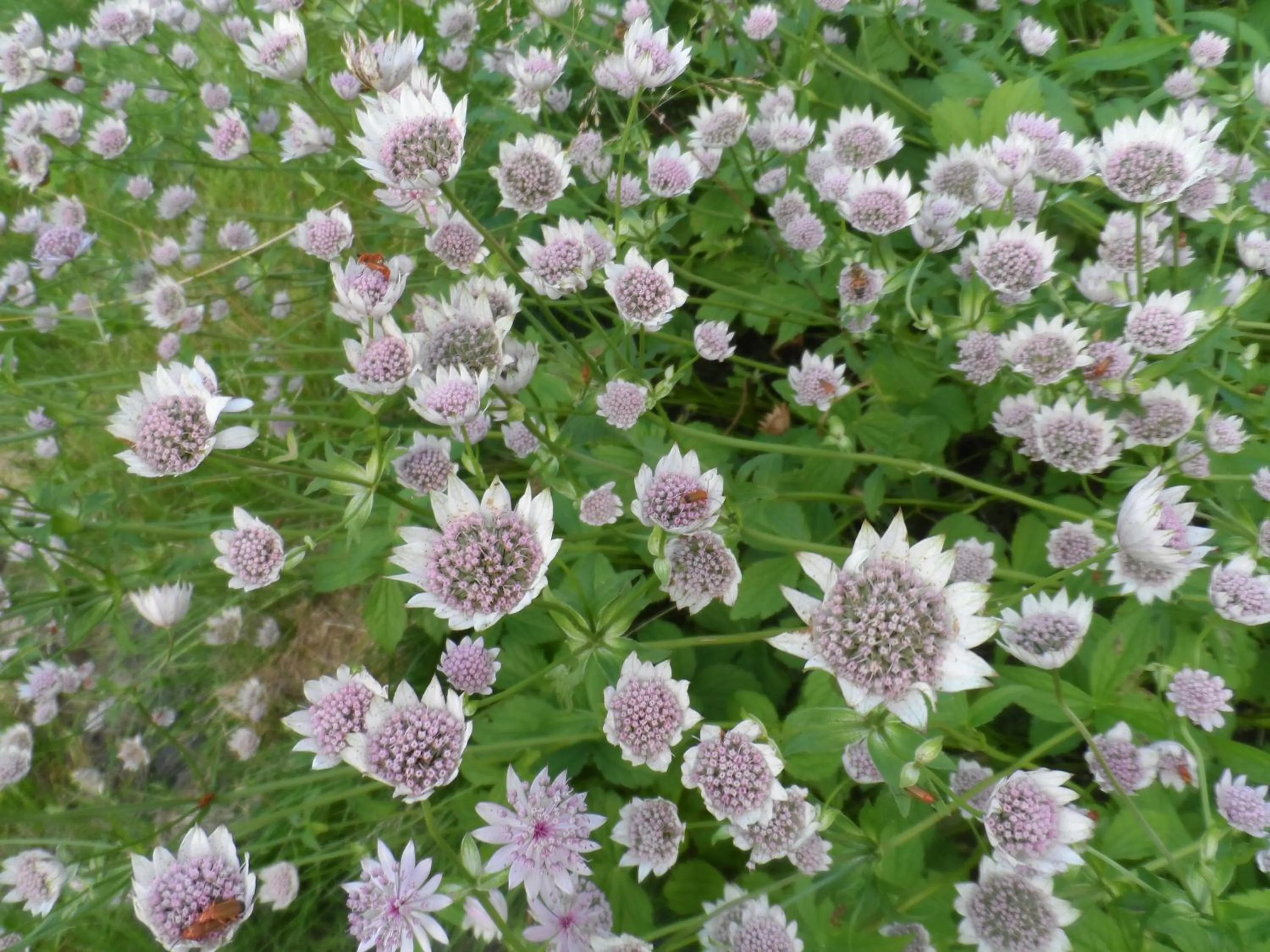 Summer in Landvetter BnB