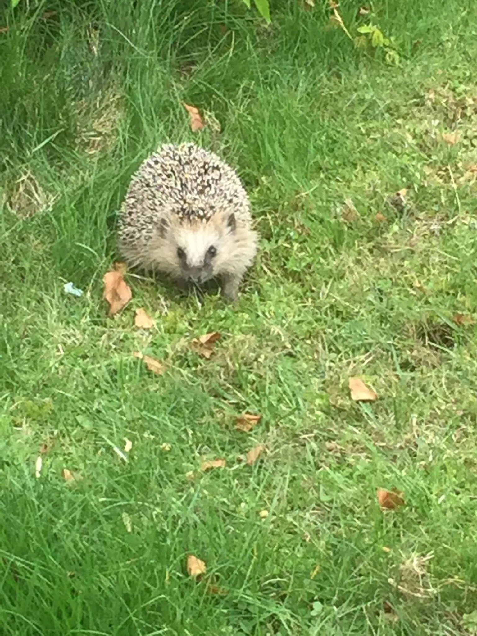 Animals in Landvetter BnB