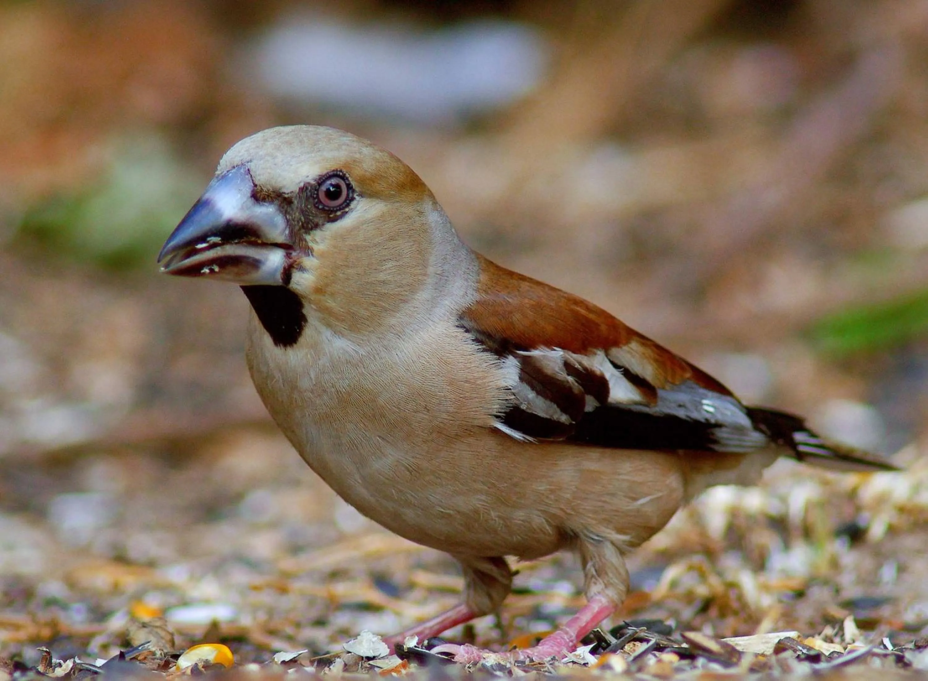 Animals in Tapada da Rabela - Reserva Natural