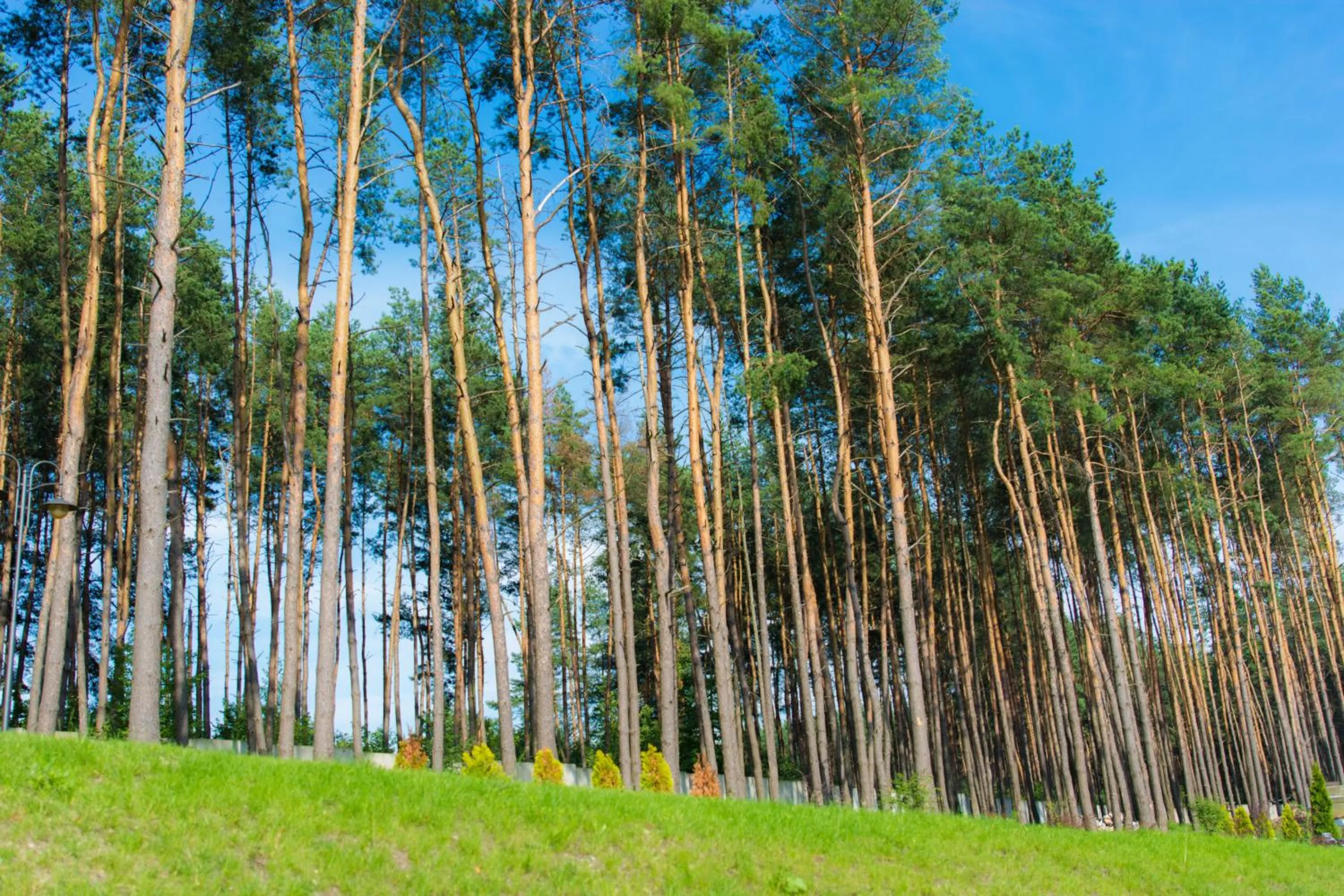 Natural landscape in Kryve Ozero