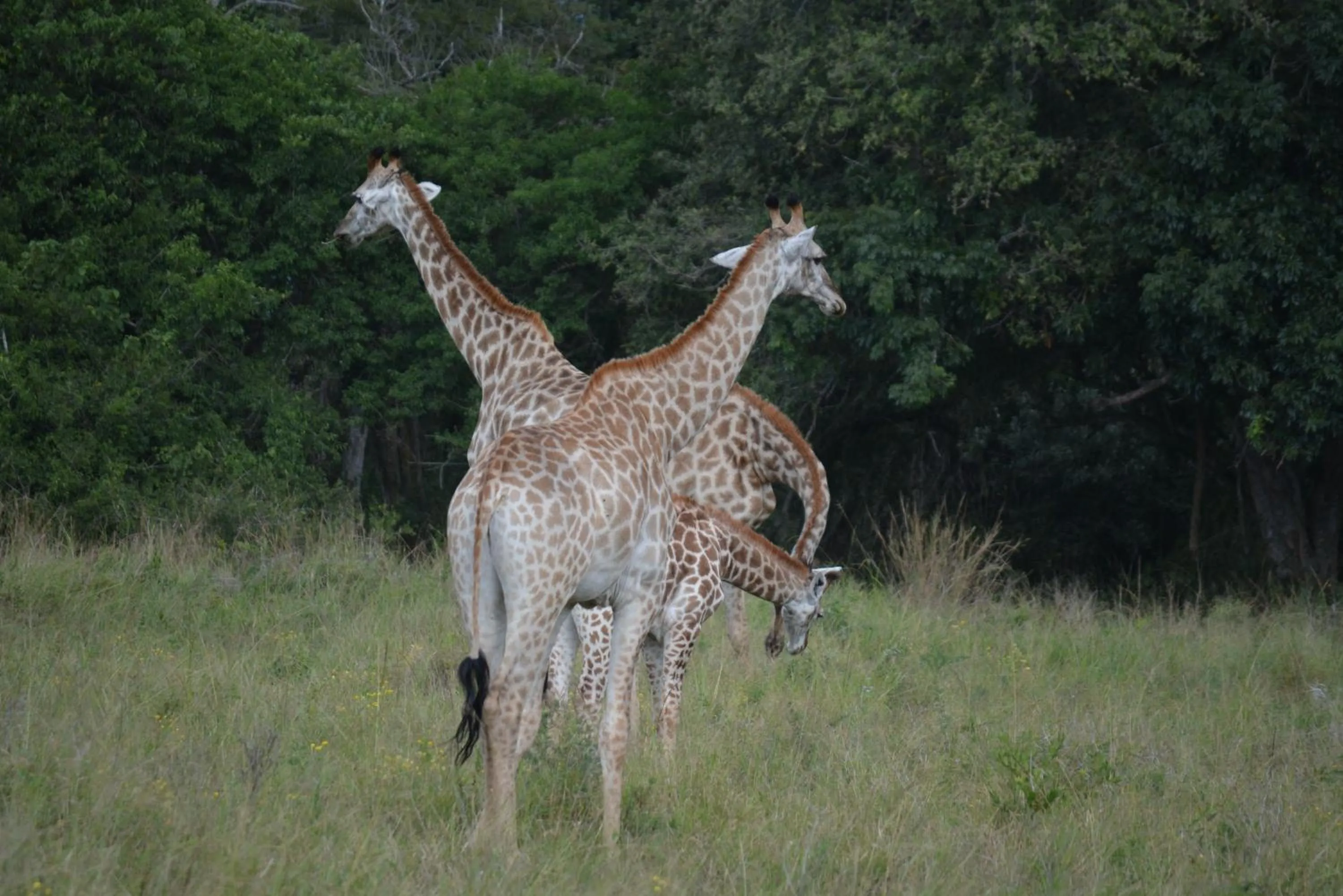 Animals in Umlilo Guest House