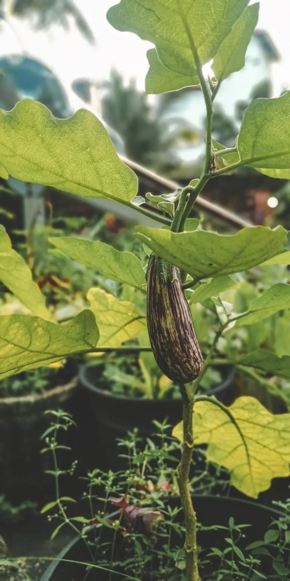 Weligama Bay Eco Villa