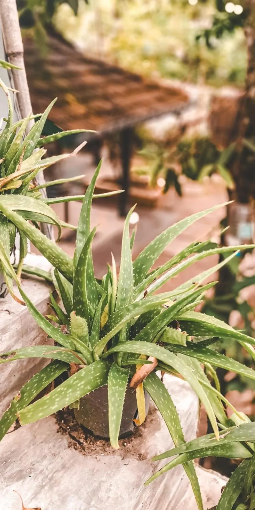 Weligama Bay Eco Villa