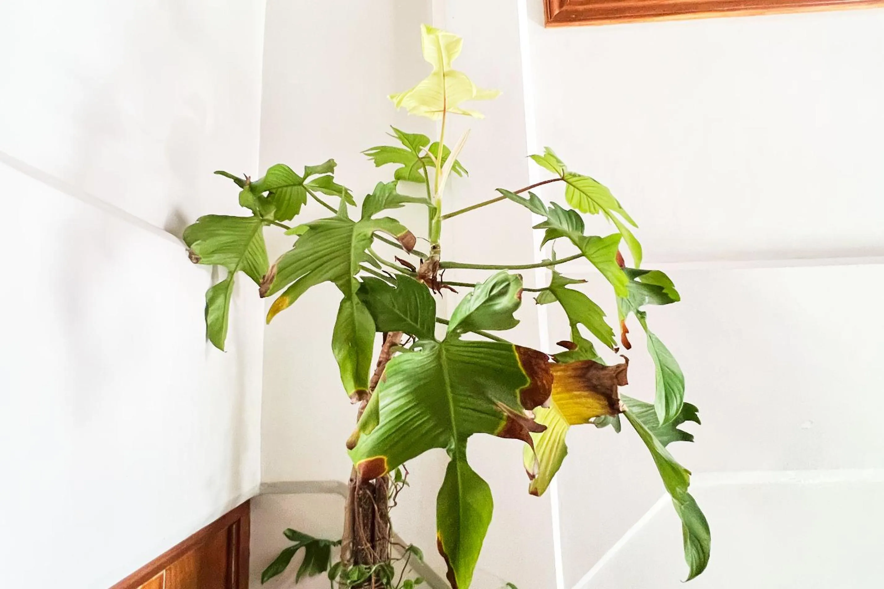 Casa Tentay Iloilo City