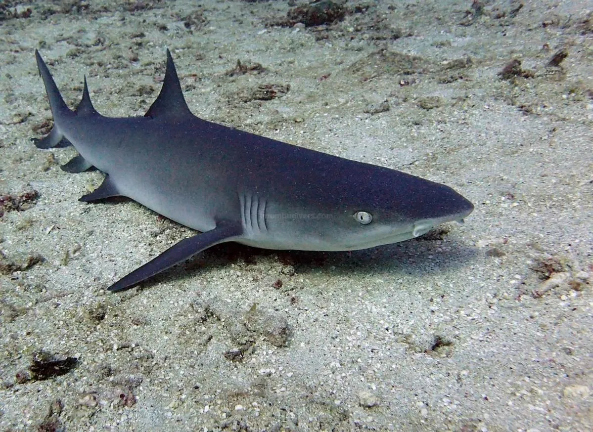 Activities in Anema Wellness & Resort Gili Lombok - Diving Center PADI