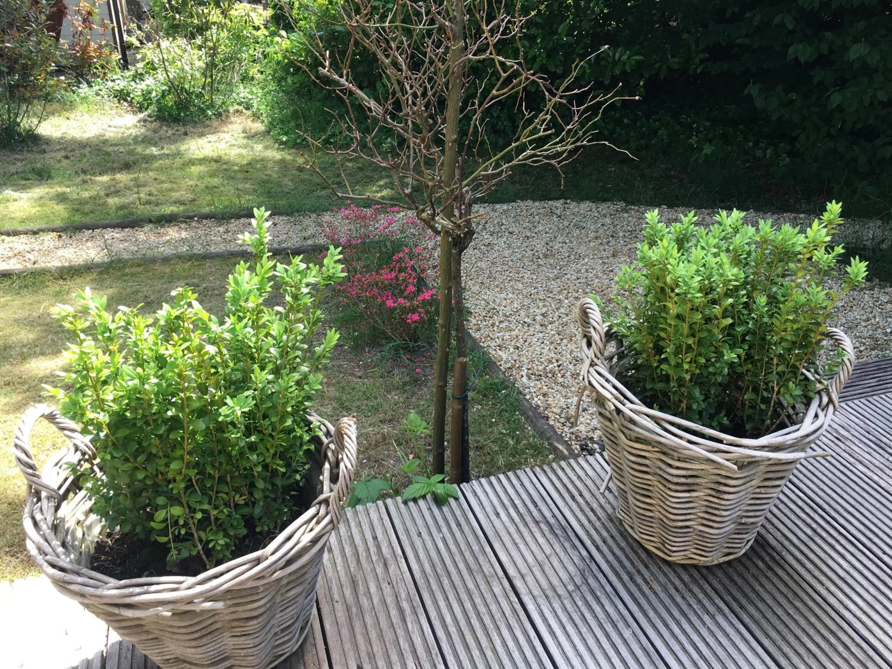 Garden in Sunnychalet