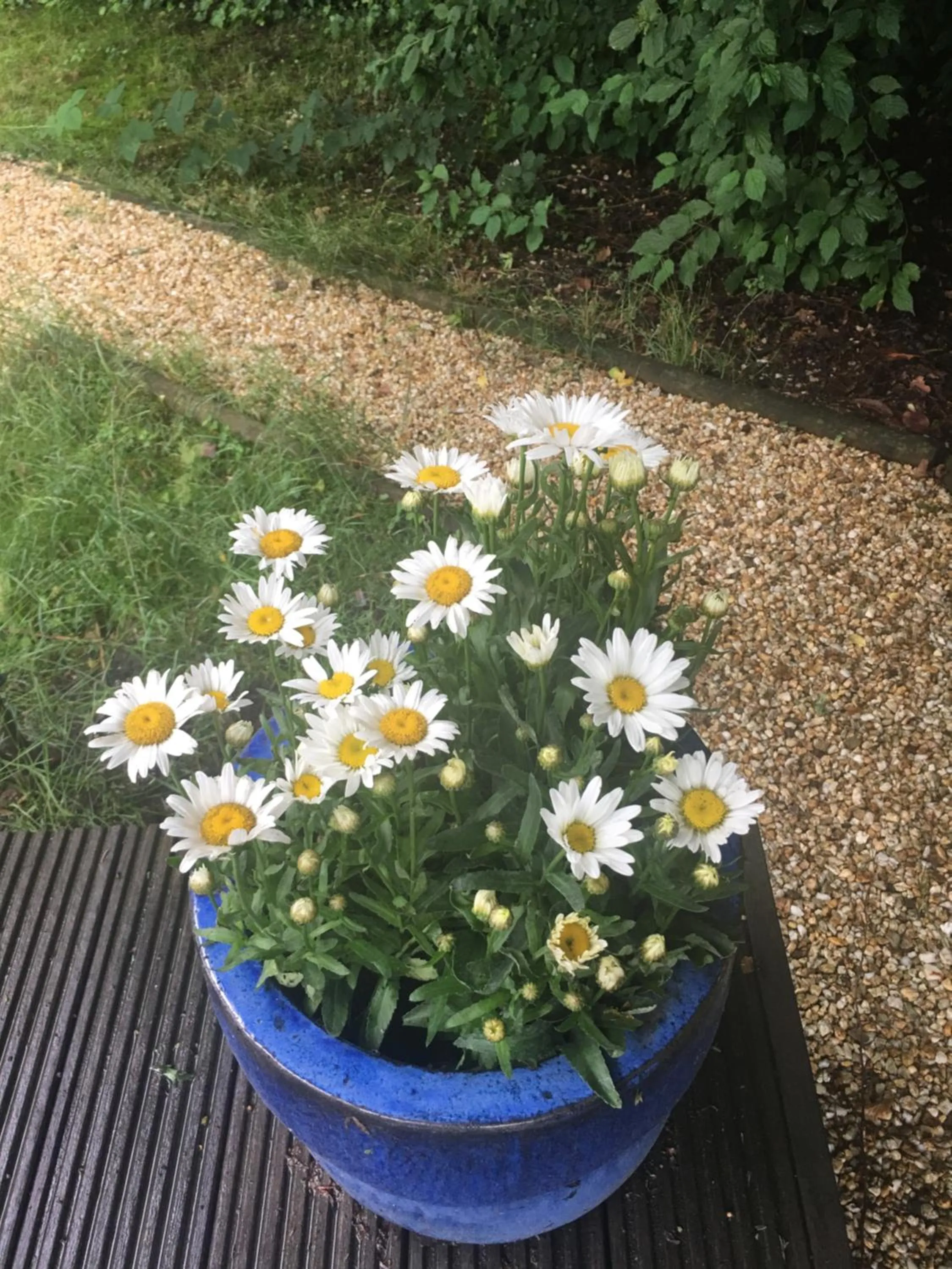 Garden in Sunnychalet