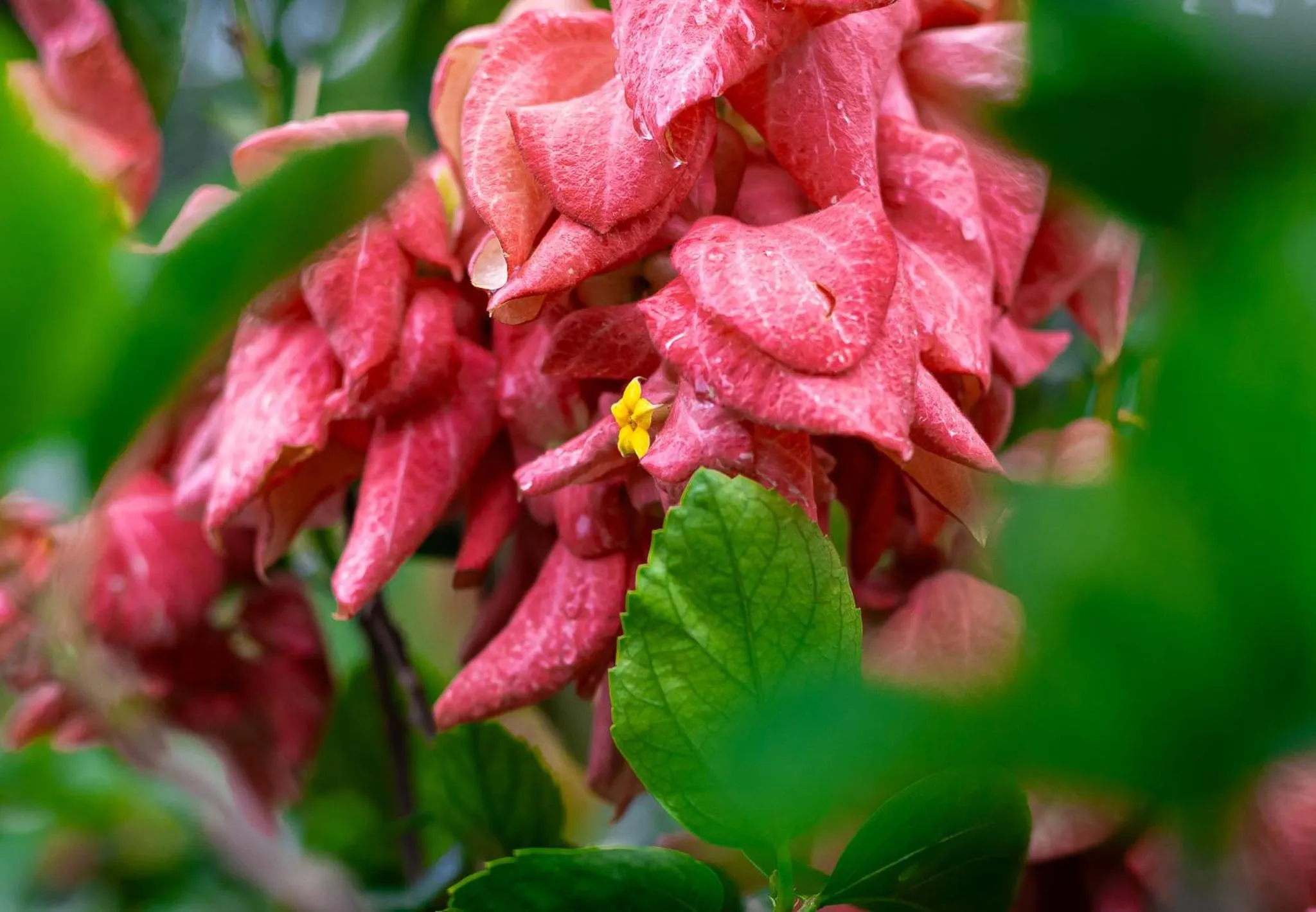 Garden in Hotel Secreto La Fortuna