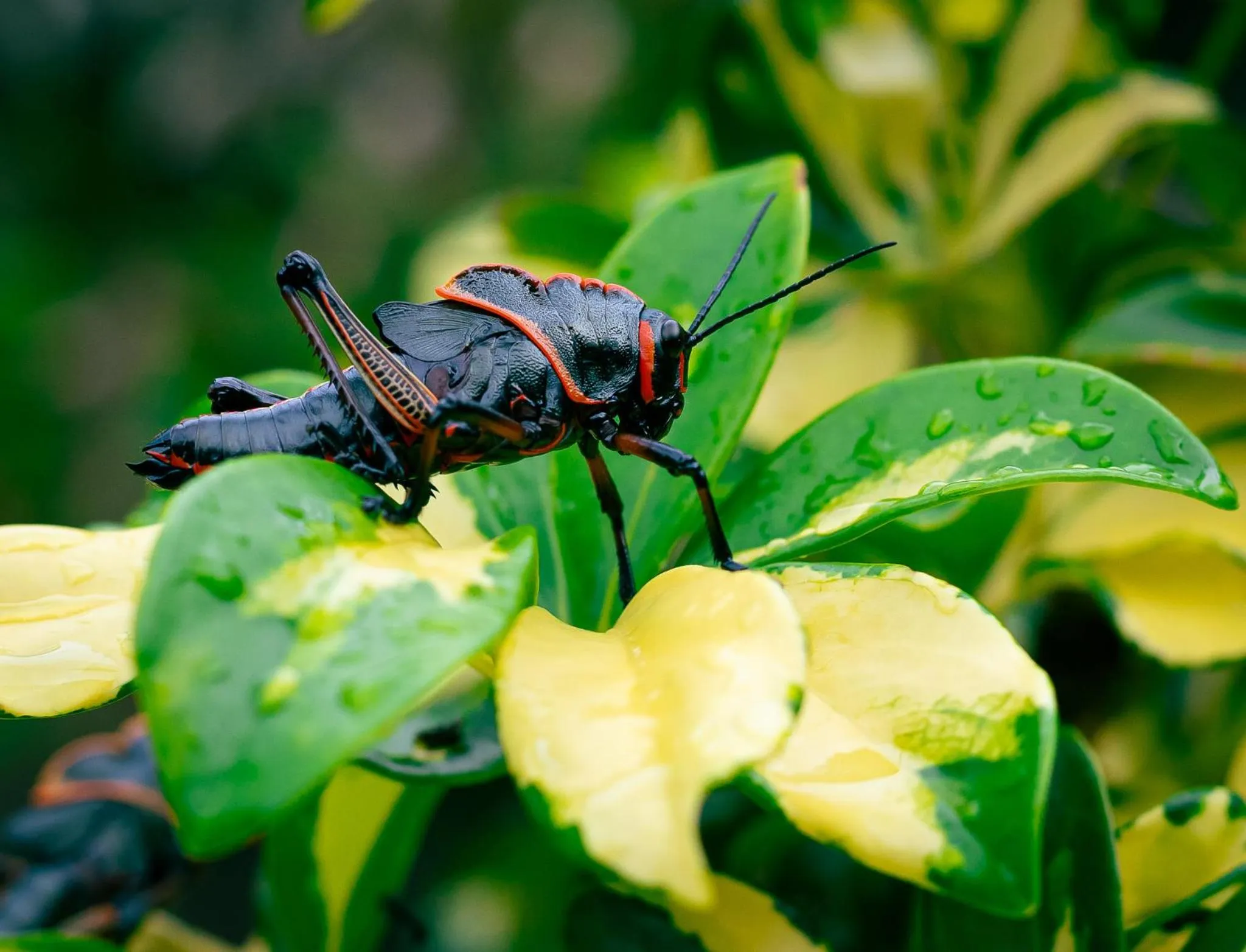 Natural landscape in Hotel Secreto La Fortuna