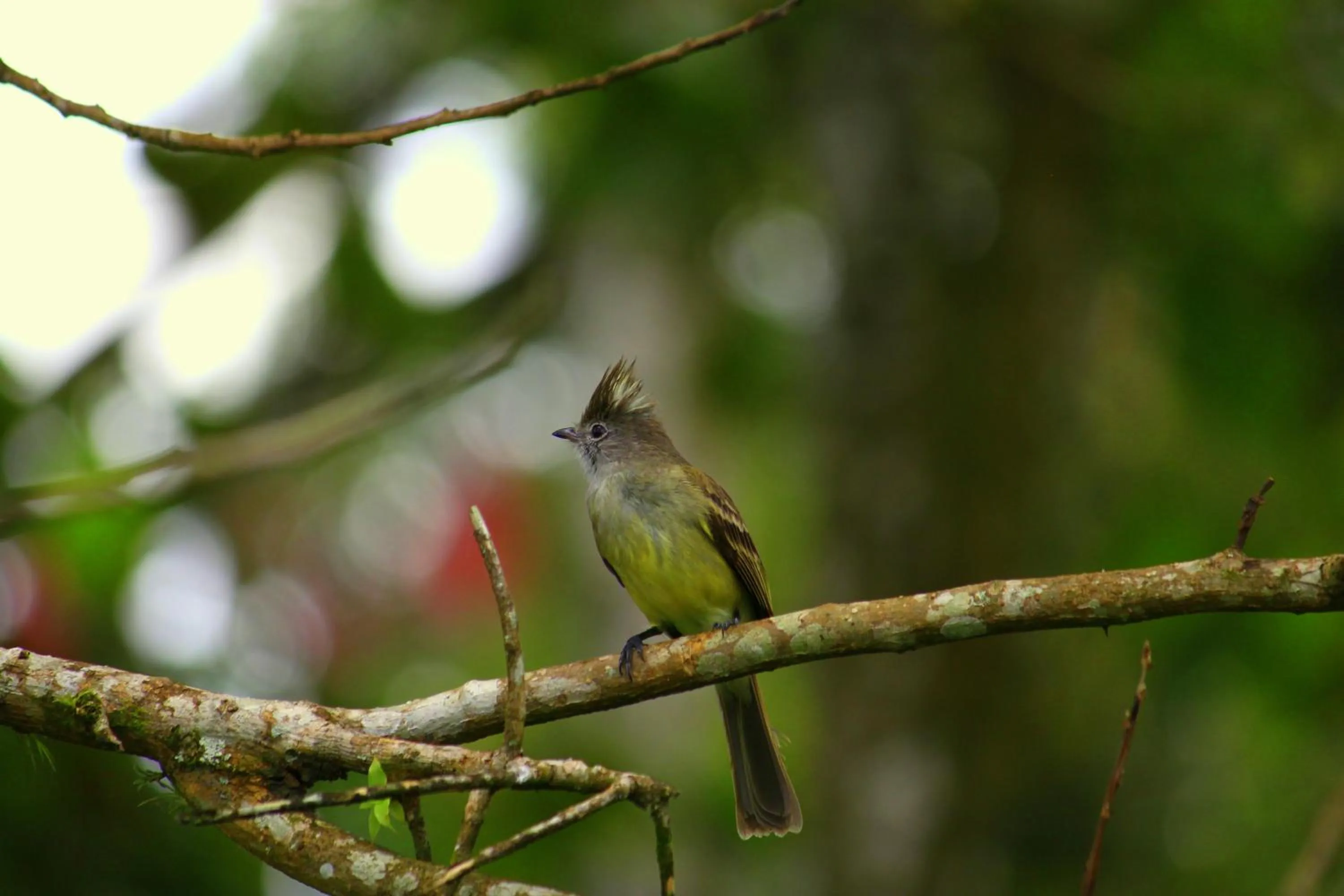 Garden in Hotel Secreto La Fortuna