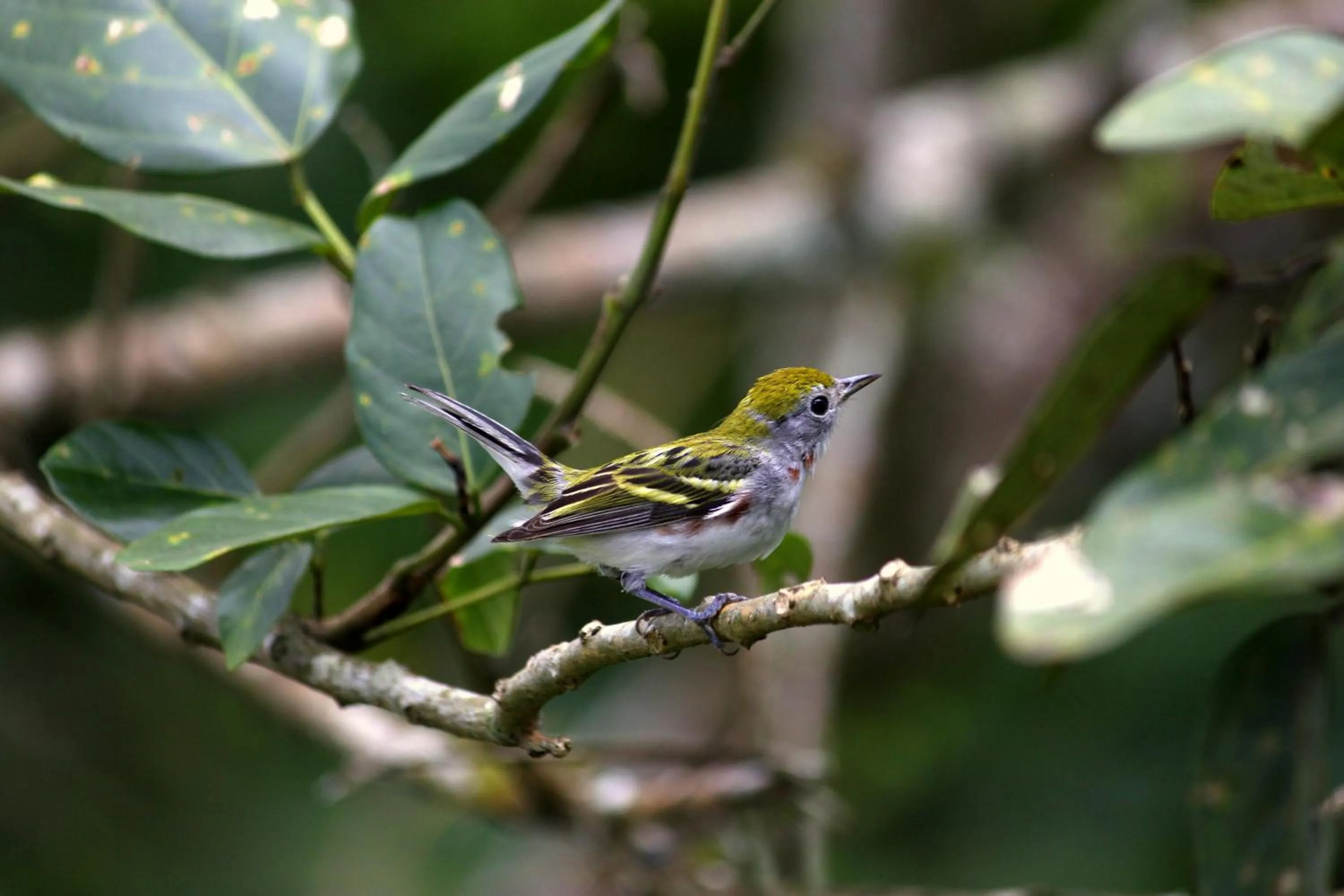 Garden view in Hotel Secreto La Fortuna