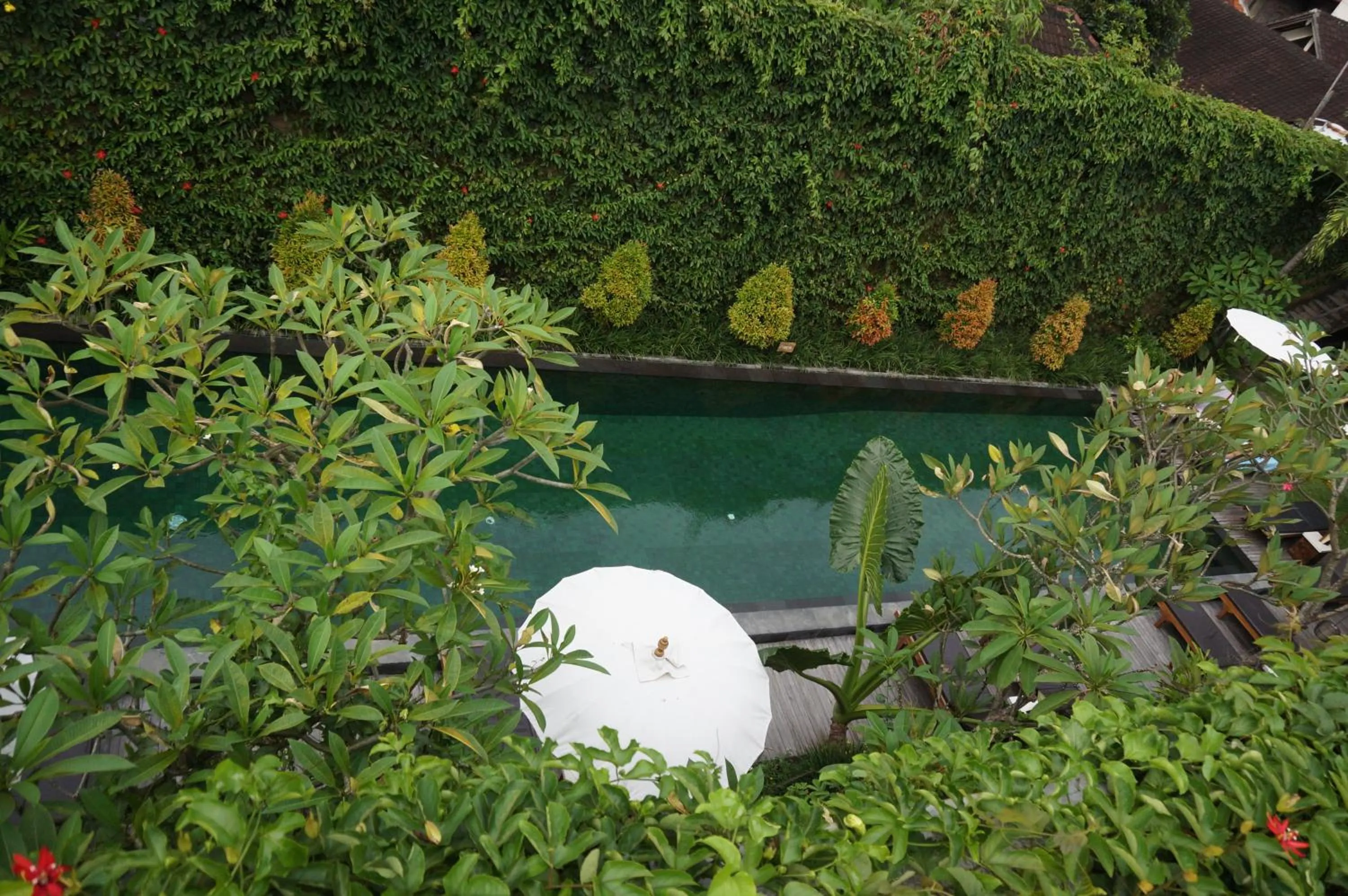 Swimming pool in Sapodilla Ubud