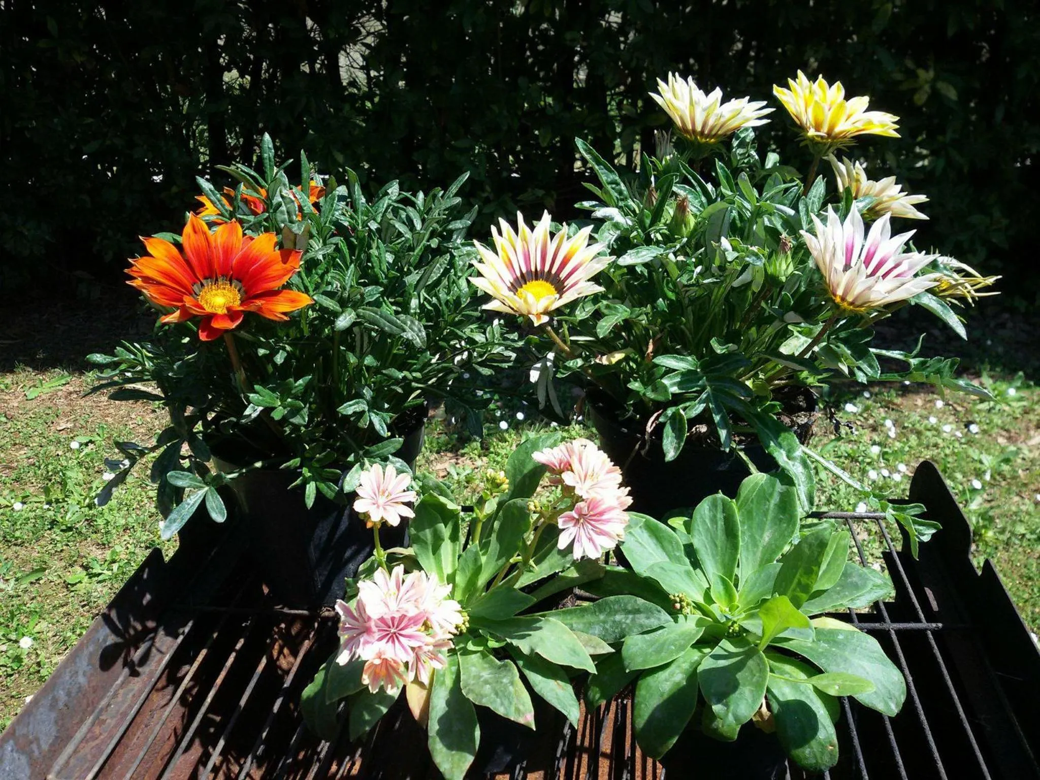 Spring in Pietra E Glicine B&B