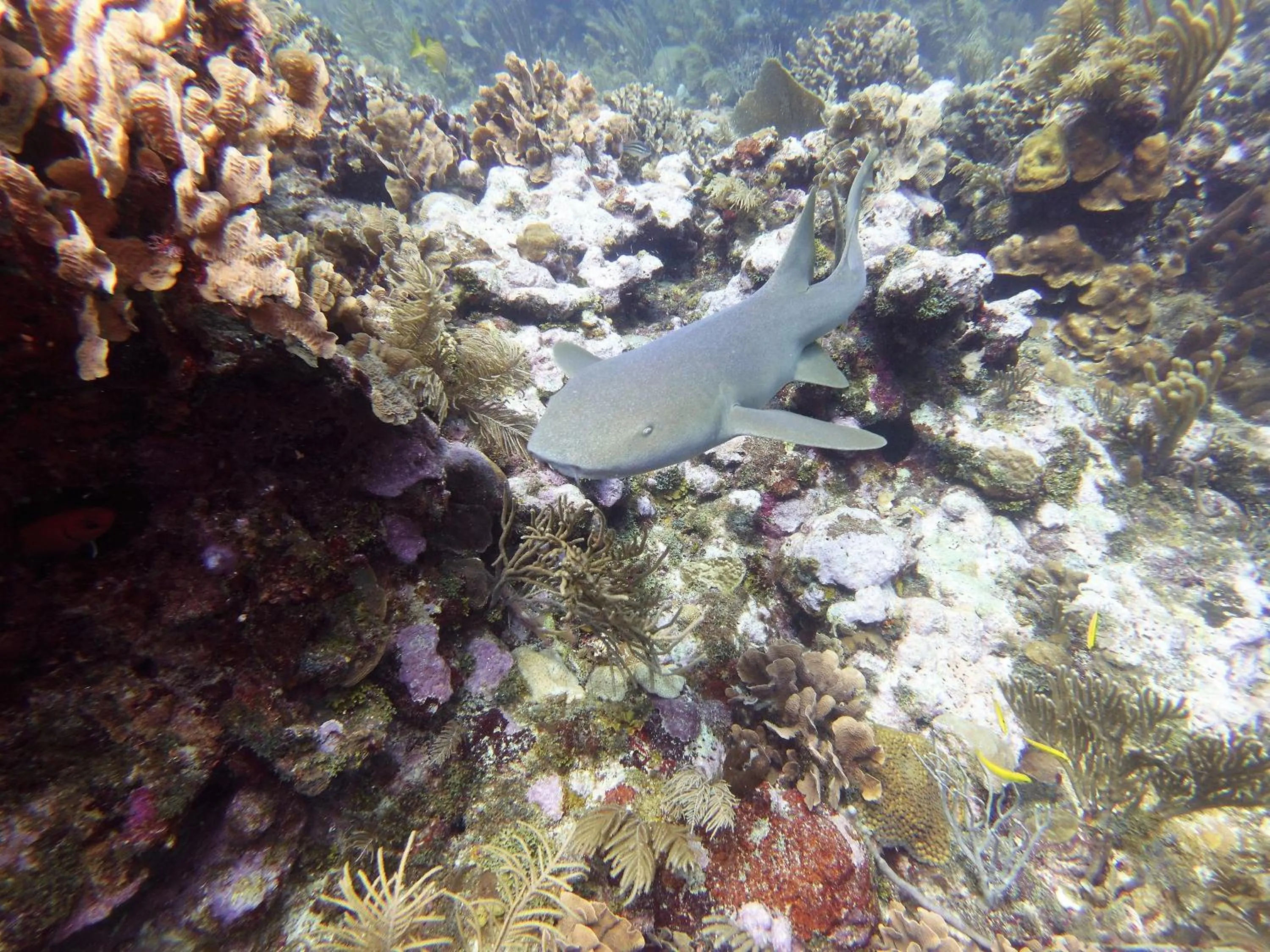 Diving in Maya Beach Hotel