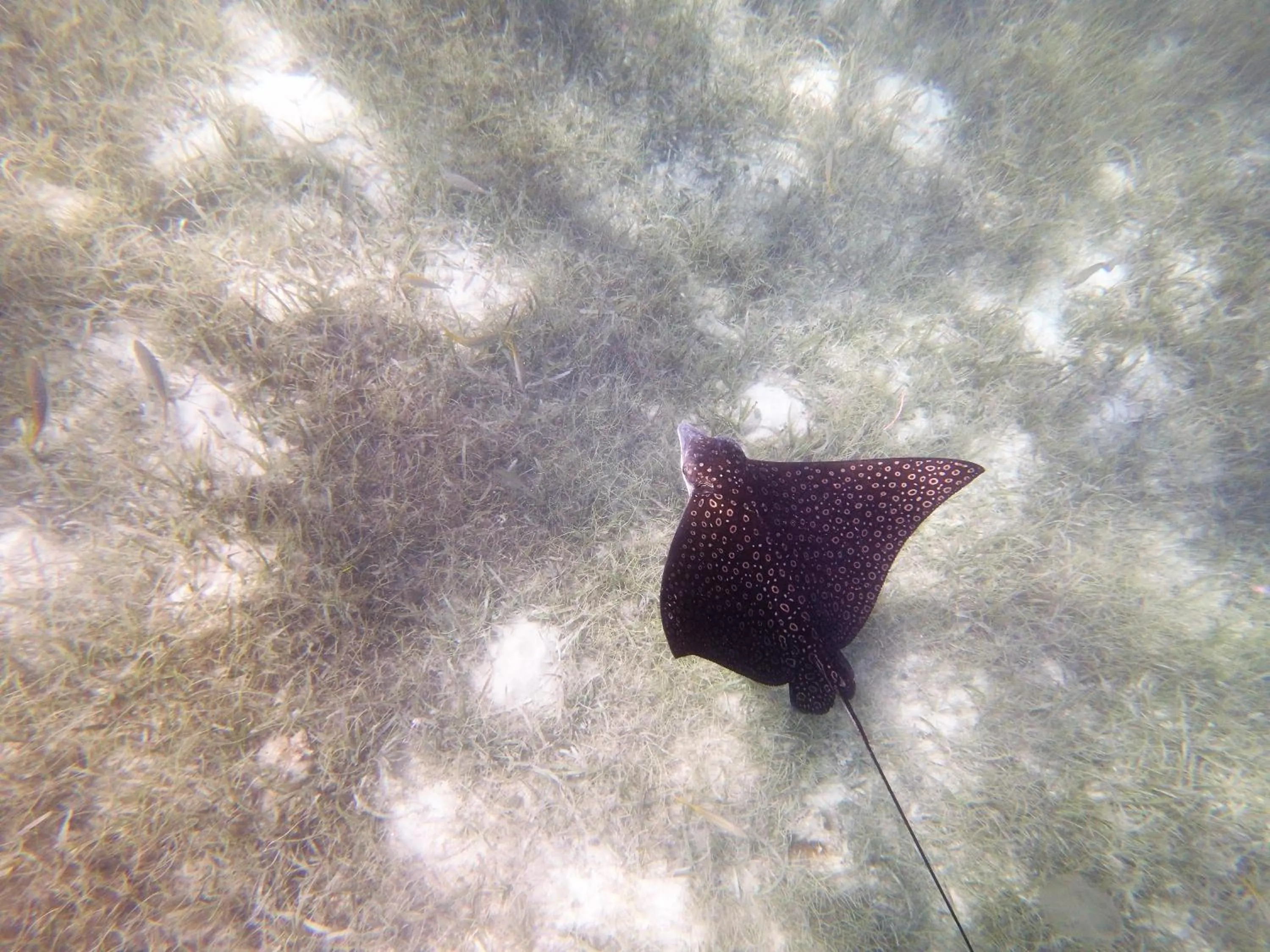 Snorkeling in Maya Beach Hotel