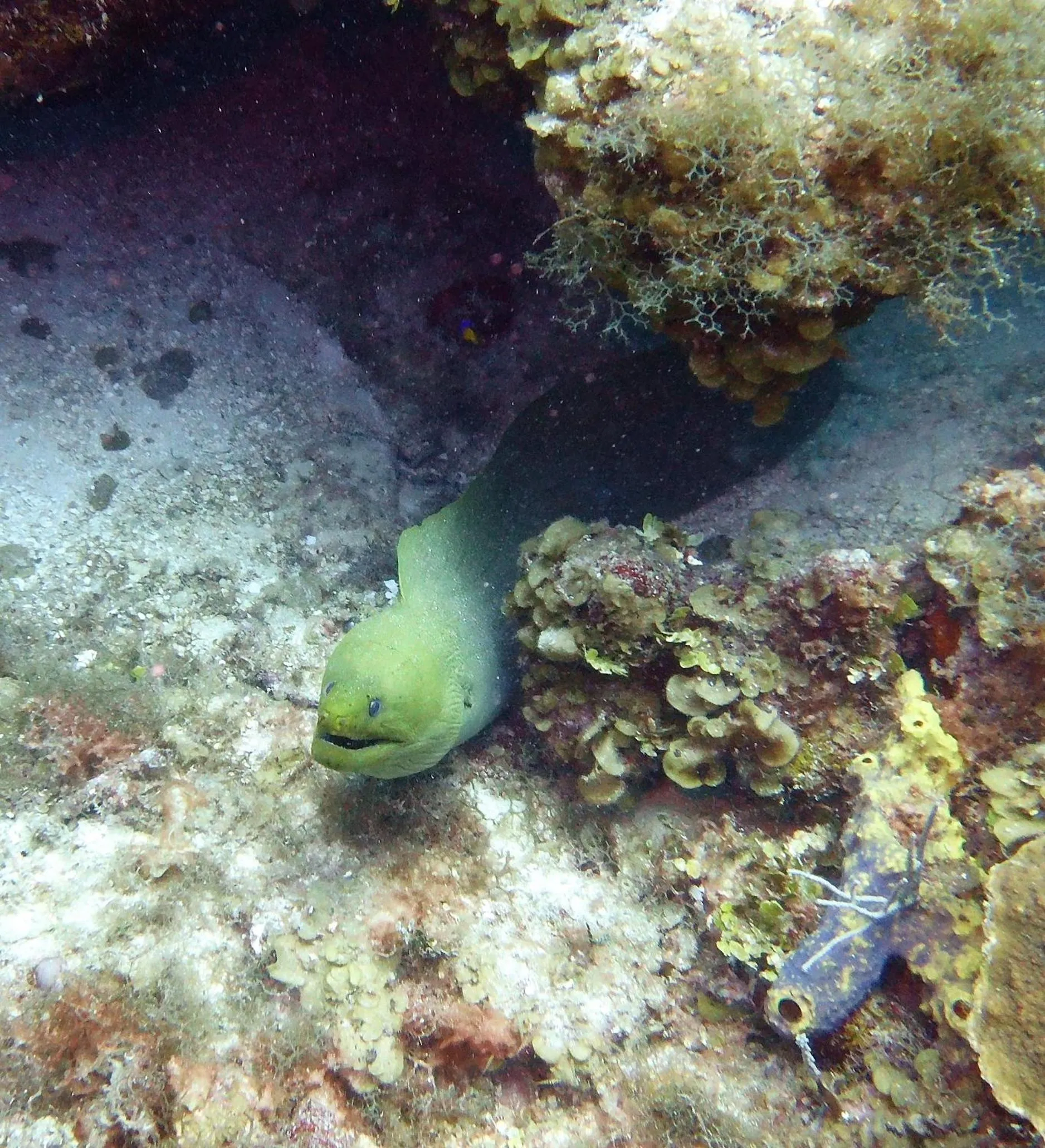Diving in Maya Beach Hotel