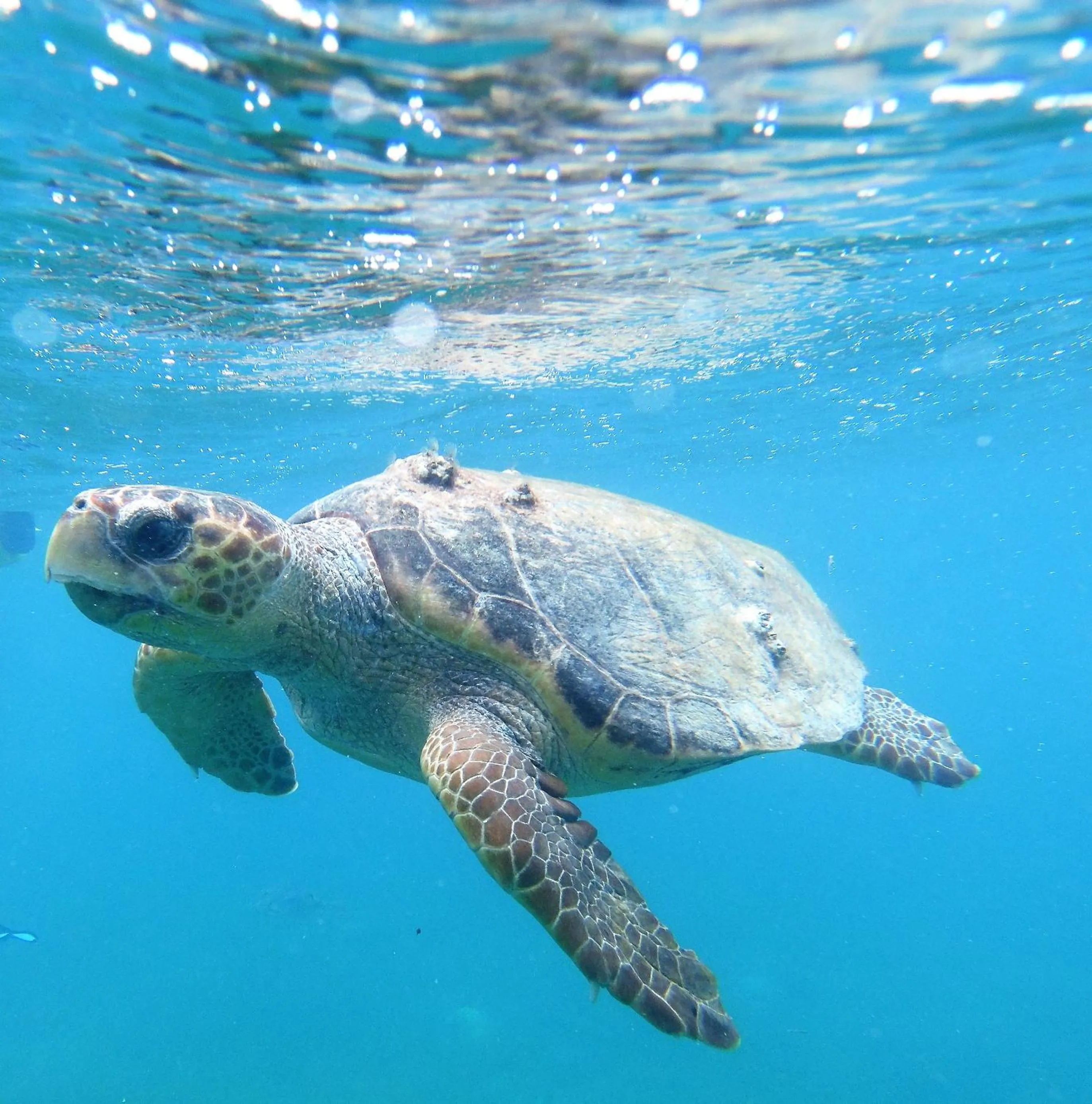 Snorkeling in Maya Beach Hotel
