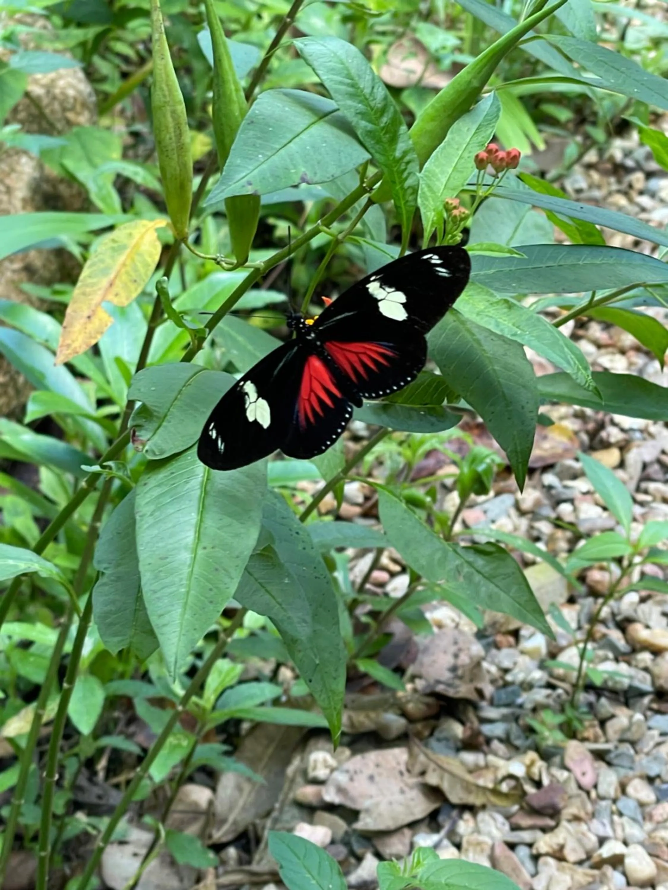 Natural landscape in Gumbo Limbo Jungle Resort