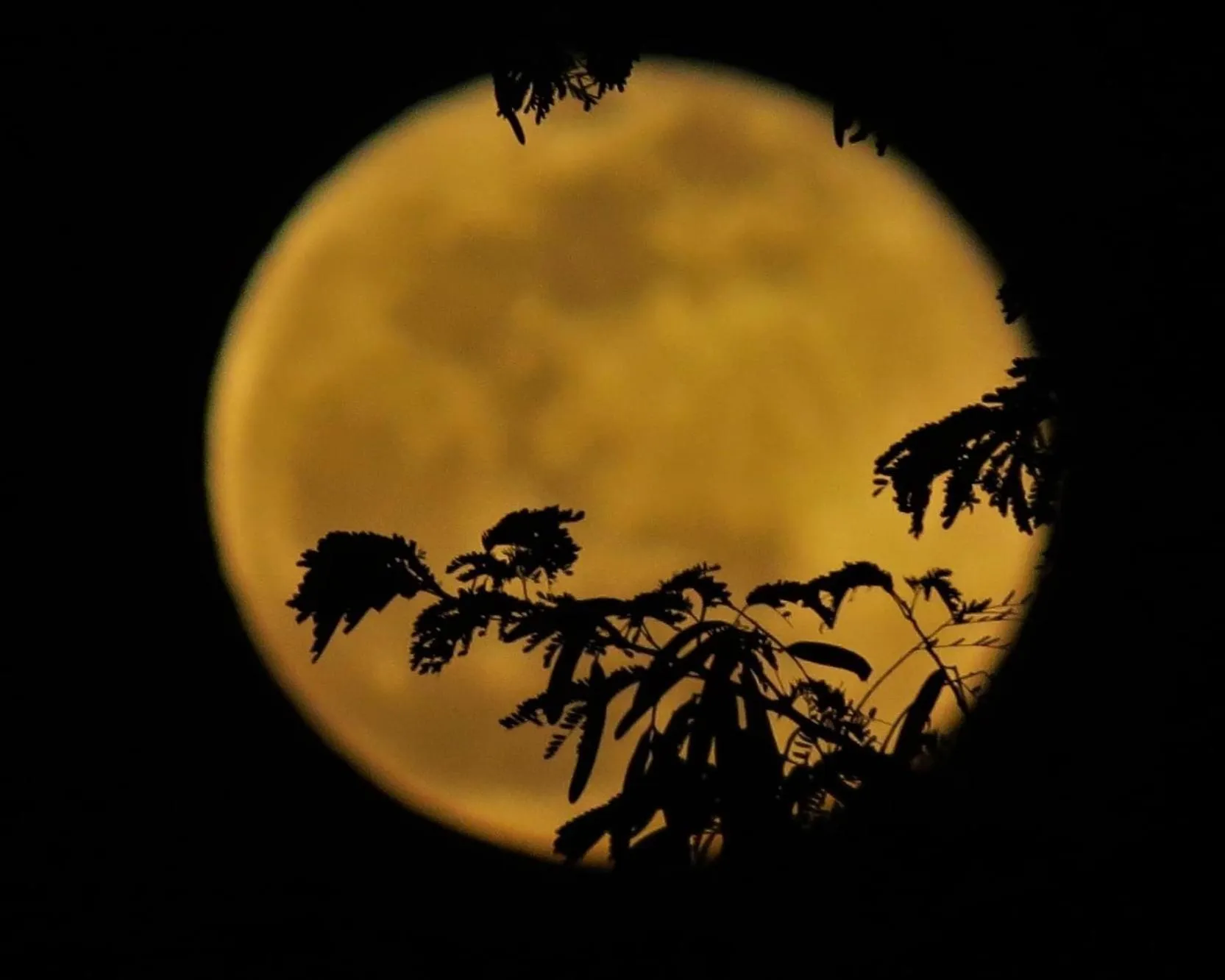 Natural landscape in Gumbo Limbo Jungle Resort