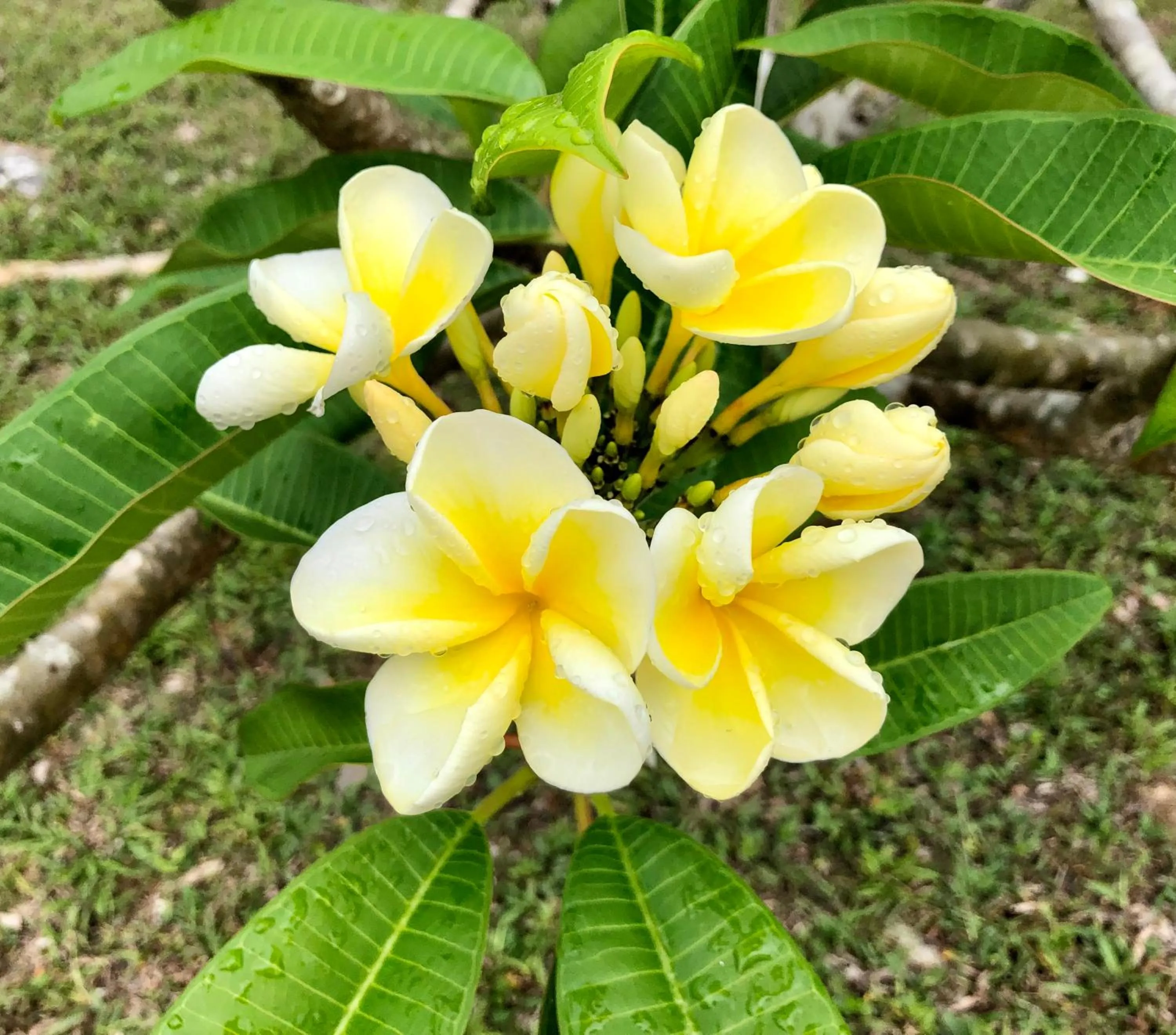 Garden in Gumbo Limbo Jungle Resort