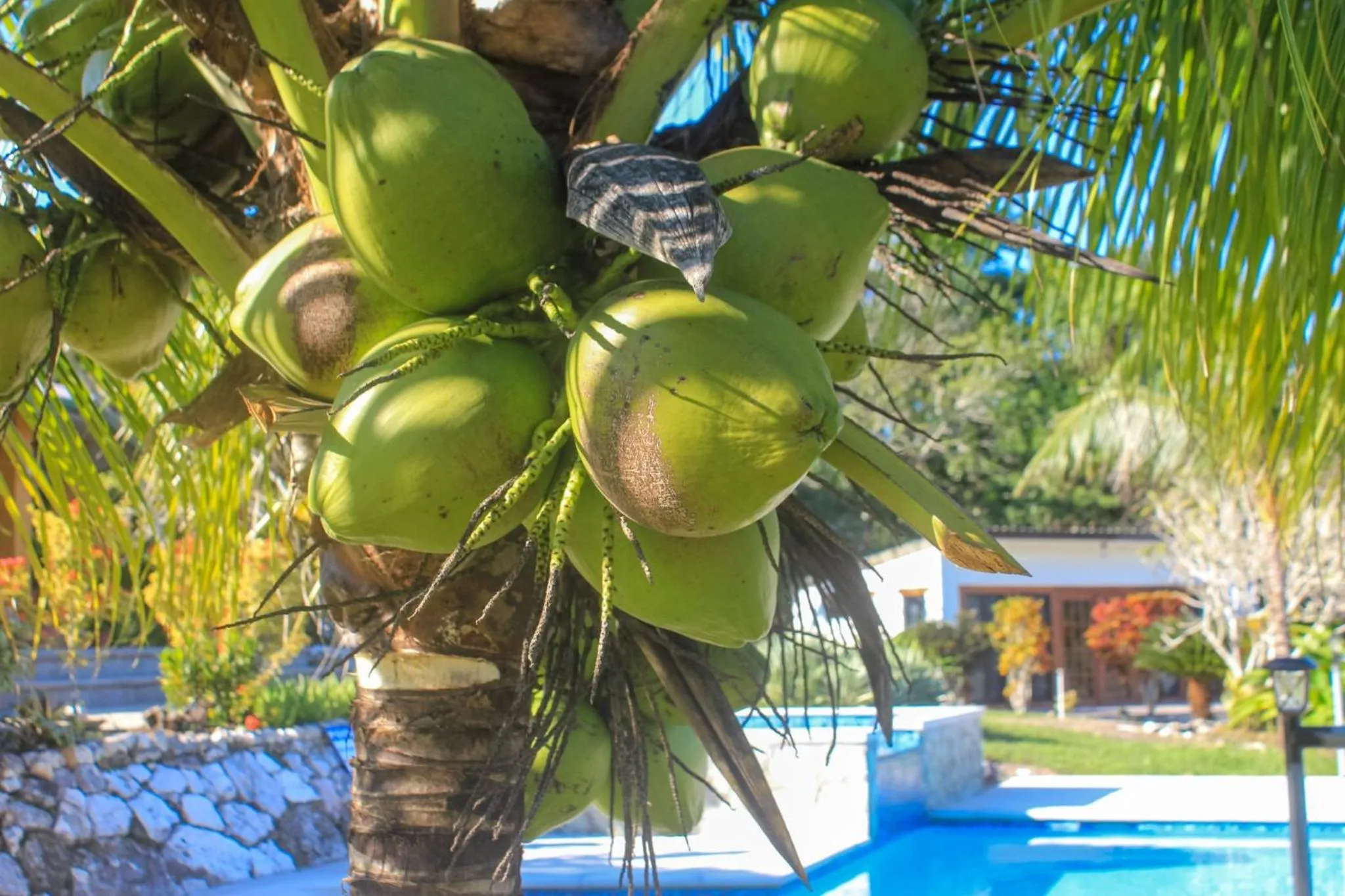 Garden in Gumbo Limbo Jungle Resort